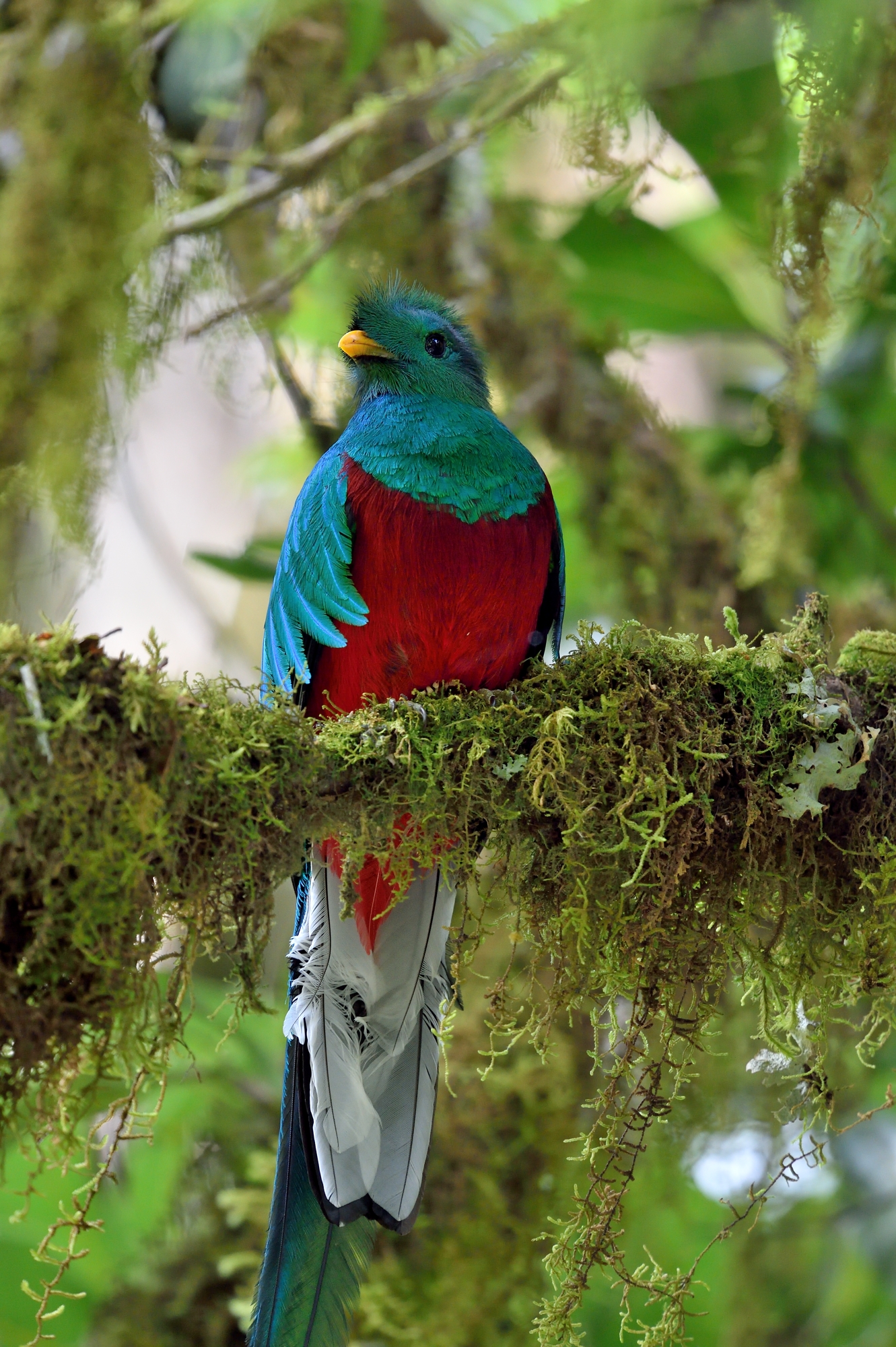 Il quetzal splendente