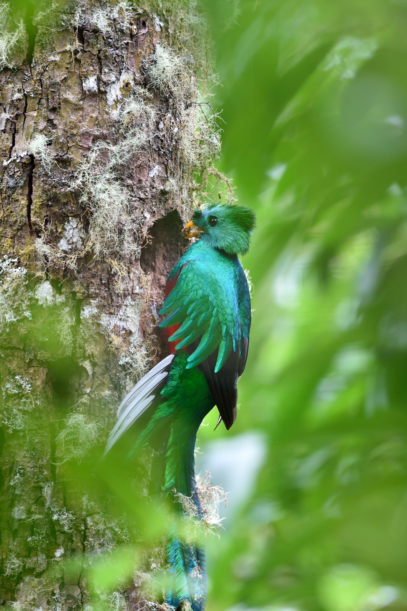 Il quetzal splendente