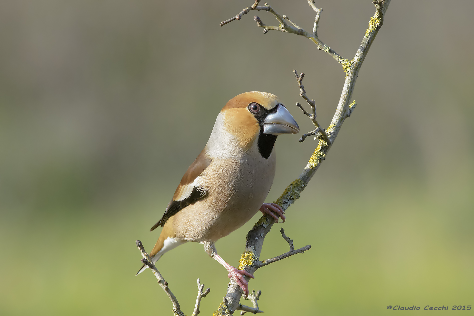 Hawfinch male