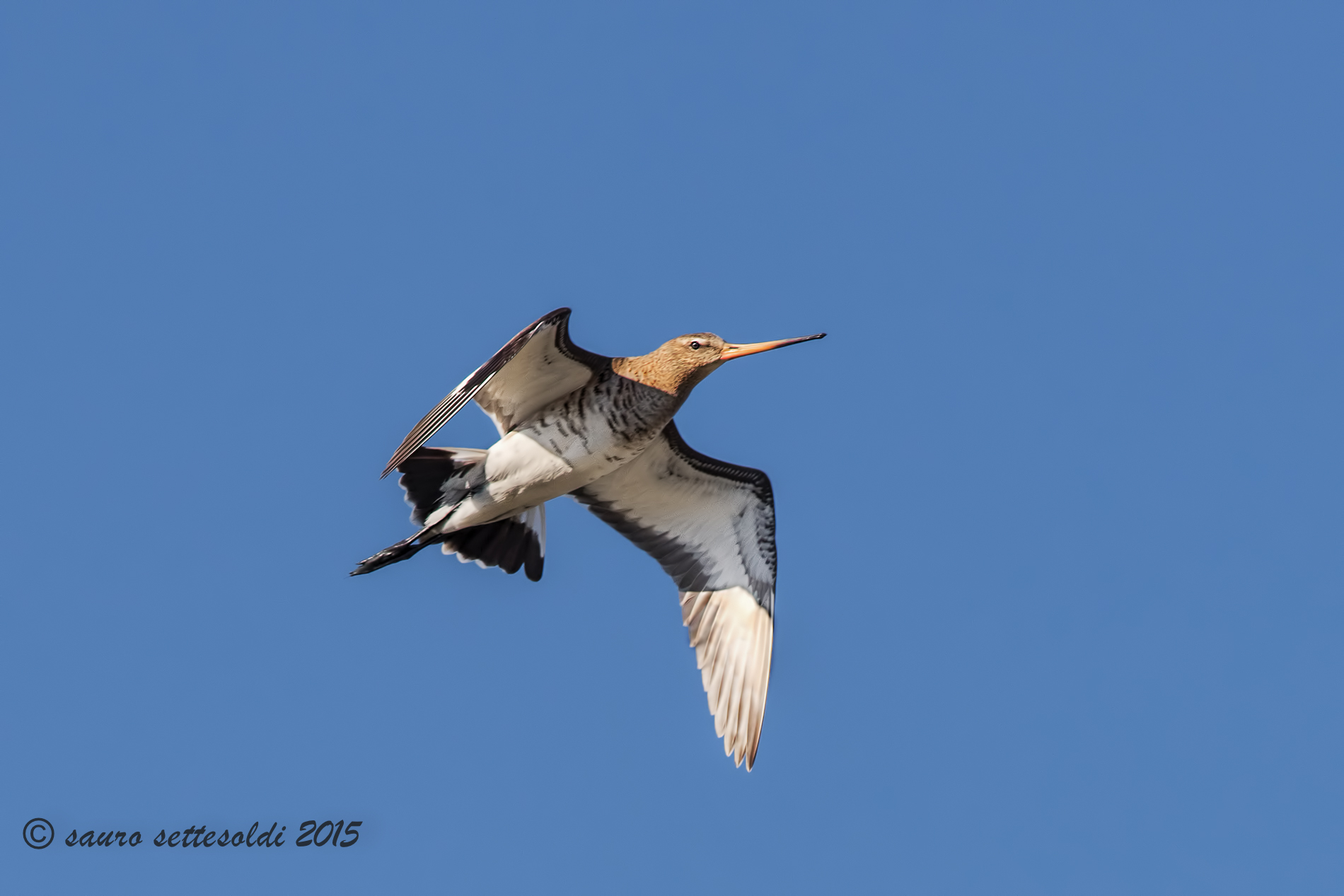 Pittima Reale in volo