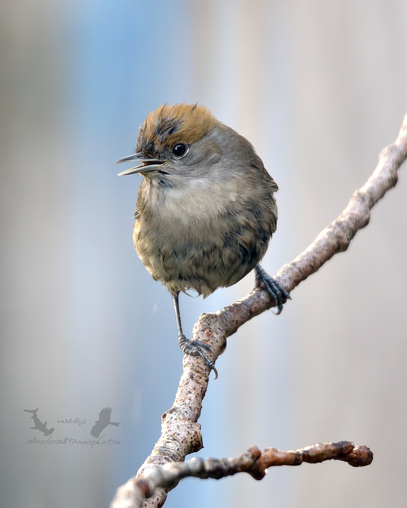 Blackcap f. Sylvia atricapilla