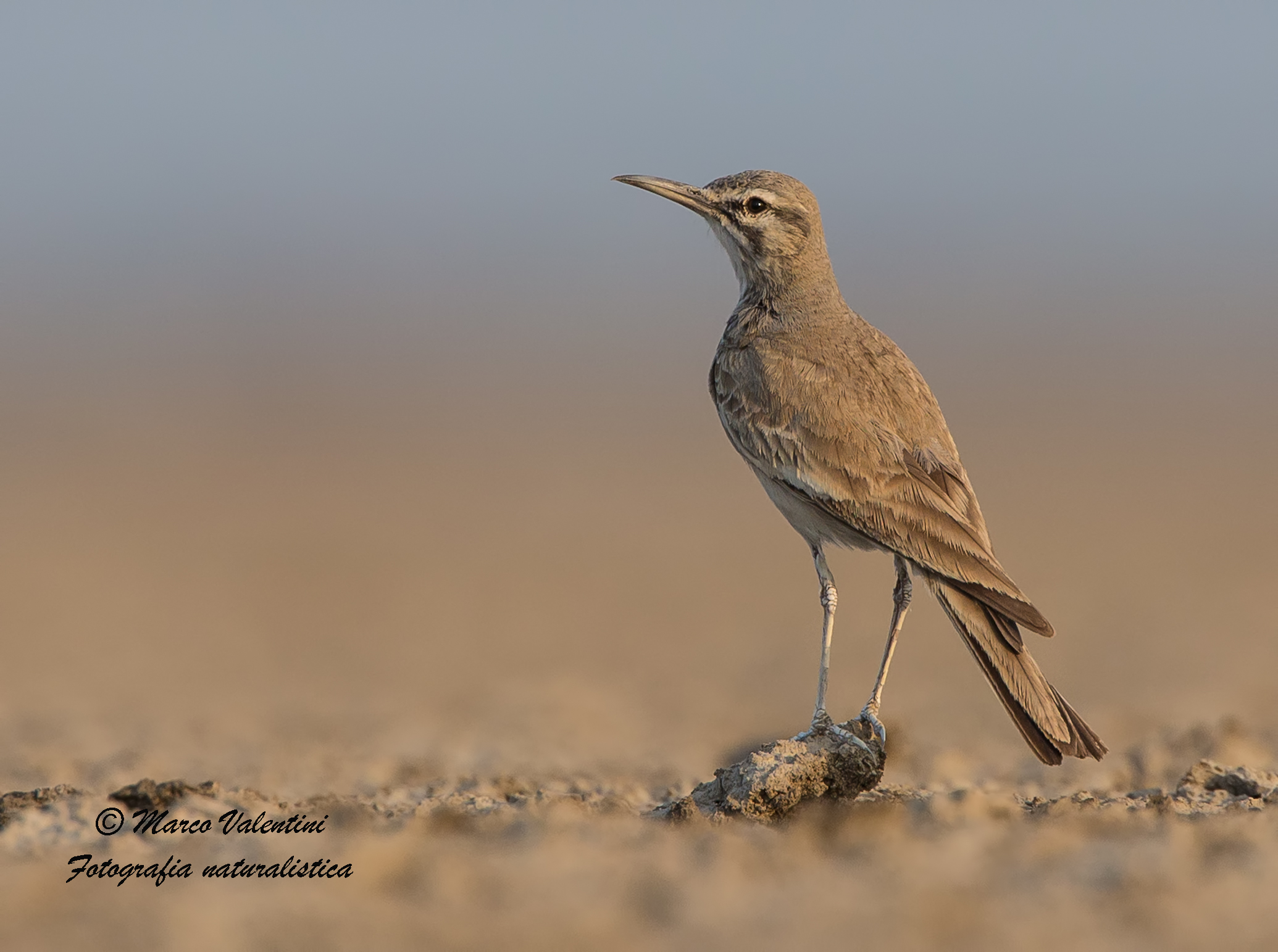 Sunrise in the desert