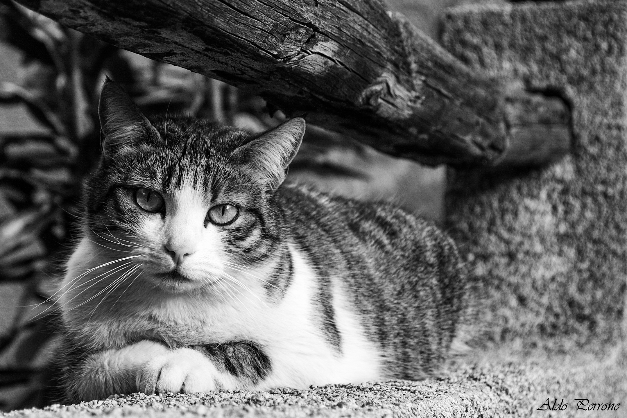 Oops, Cat, I would not have said! 2