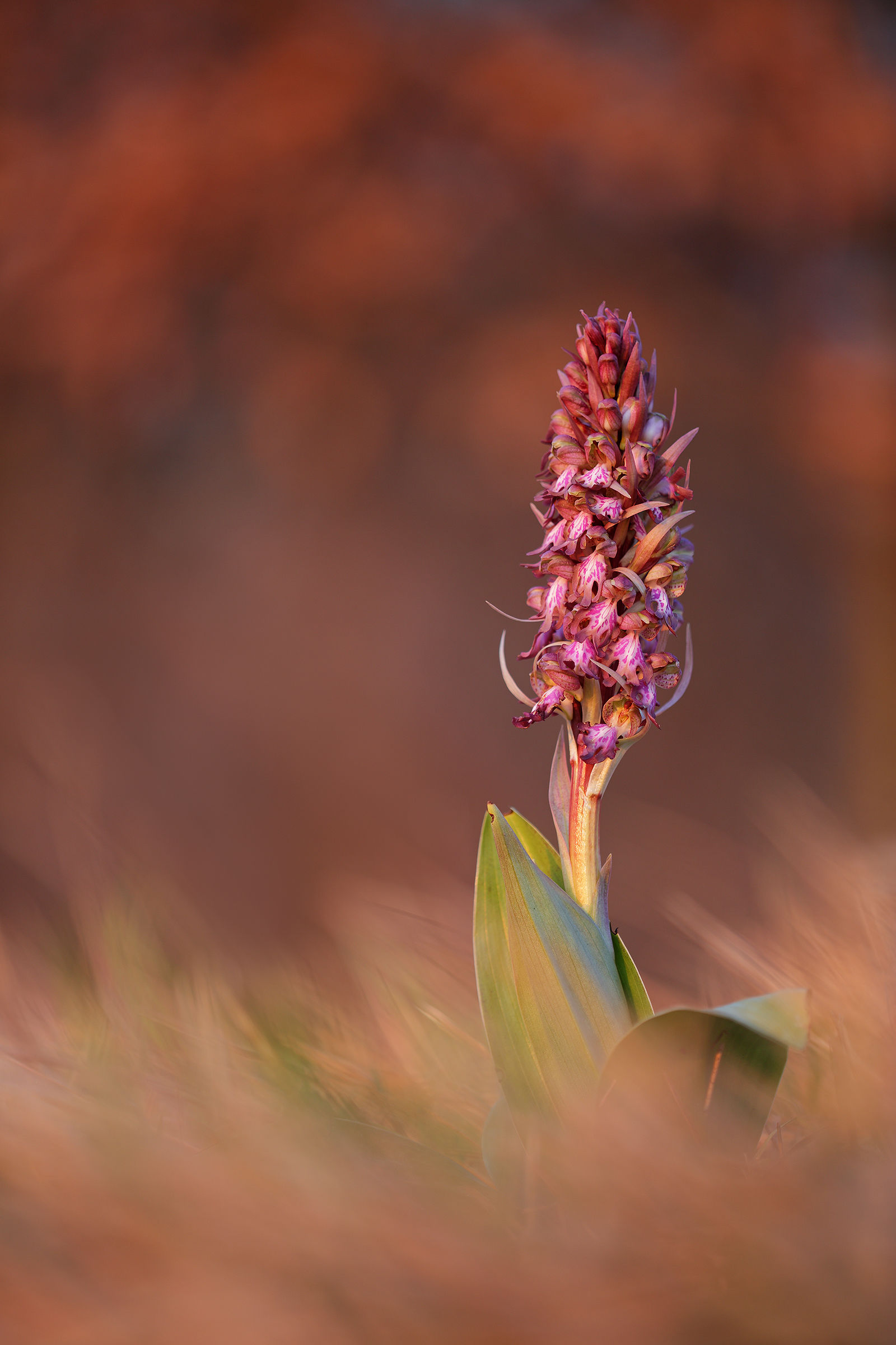 Barlia robertiana dawn