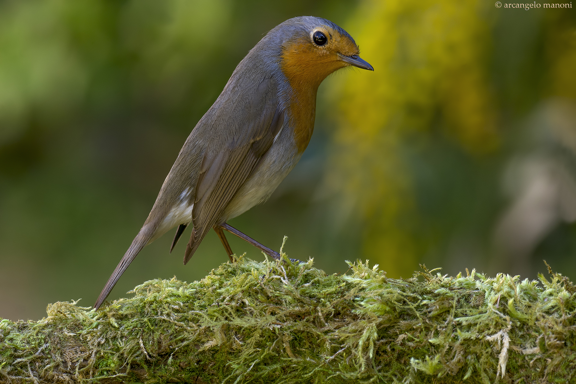 I am the absolute ruler