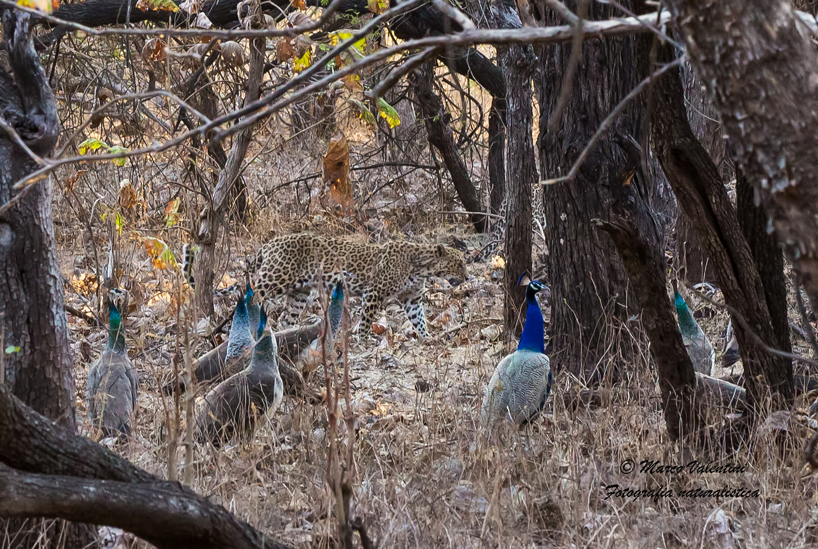 The leopard and the peacocks
