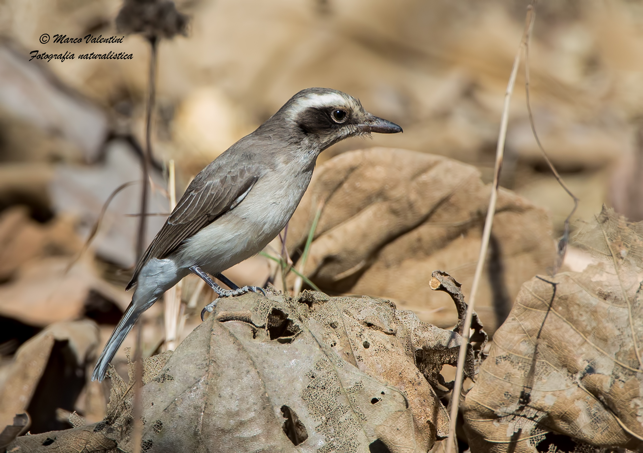 Common wood-shrike