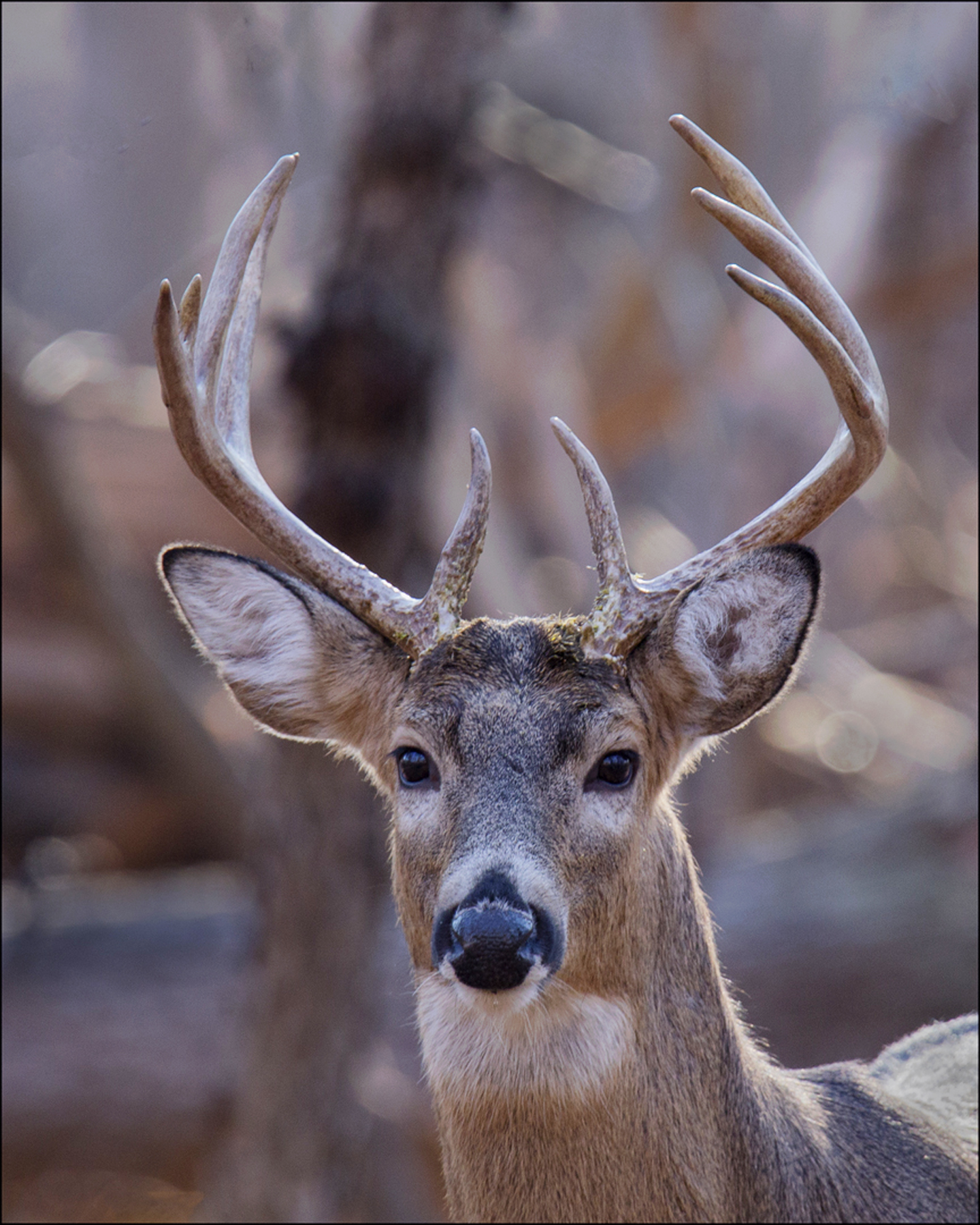 Young Buck Rack