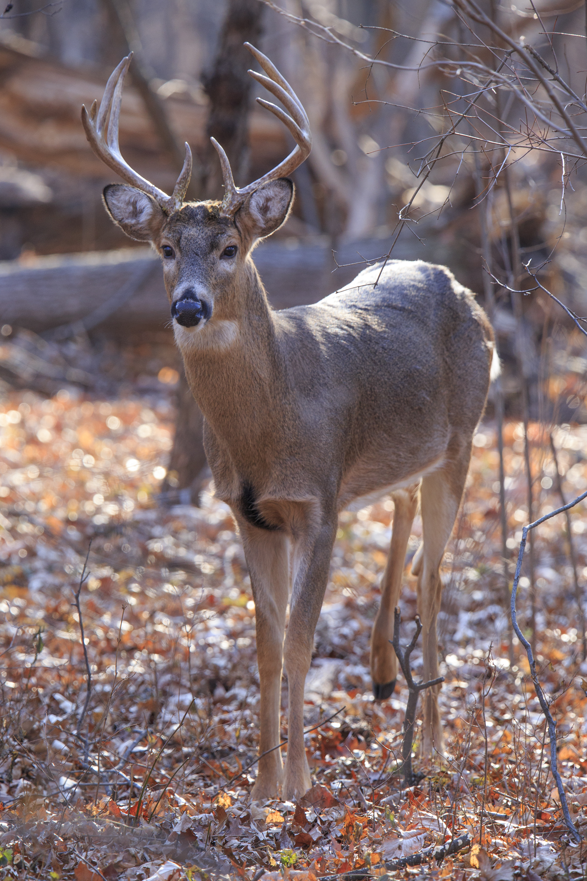 Giovane White Tail Buck