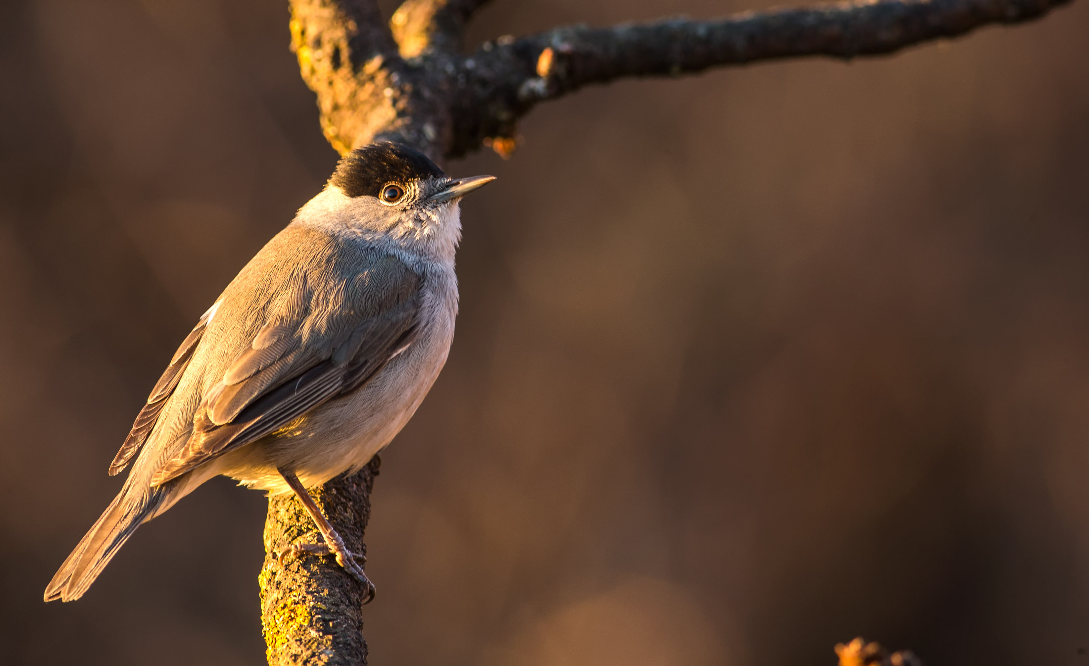 Capinera al tramonto