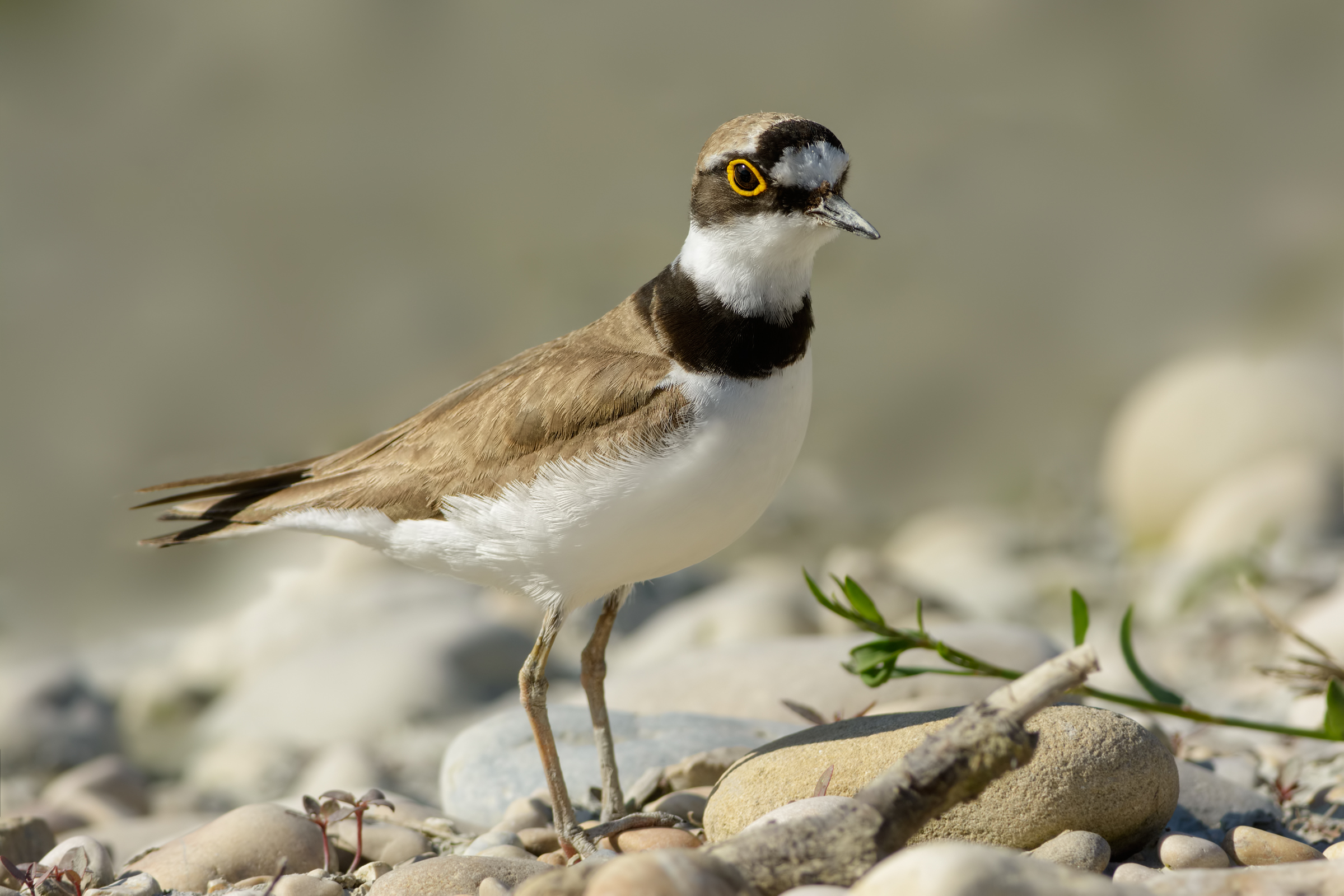 Little Ringed Plover (Charadrius dubius)