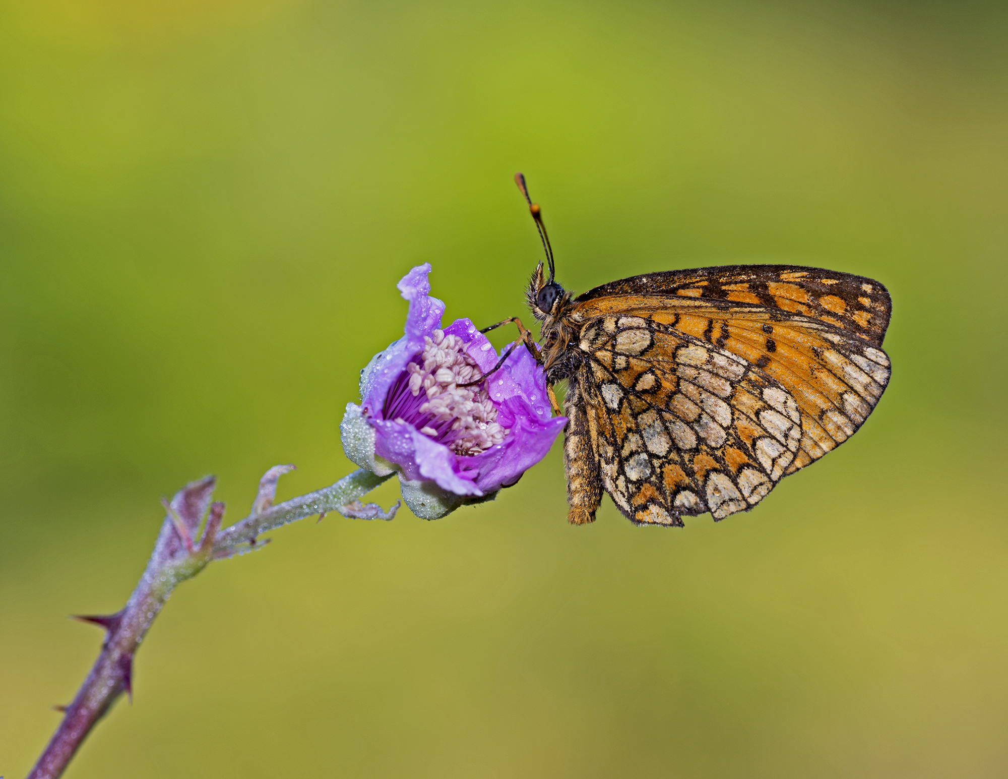 Melitaea