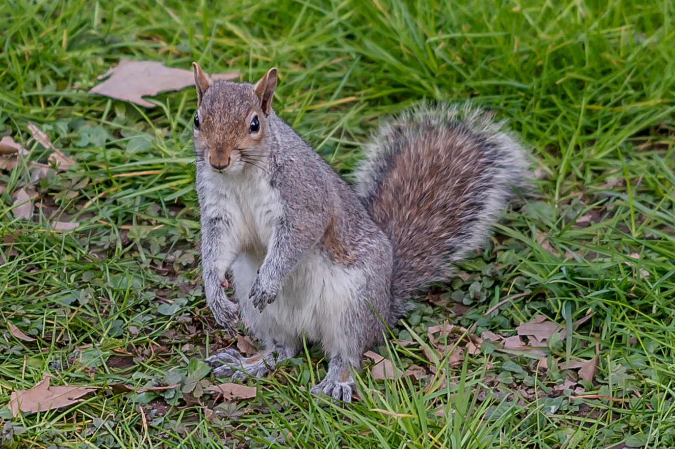 squirrel or kangaroo?