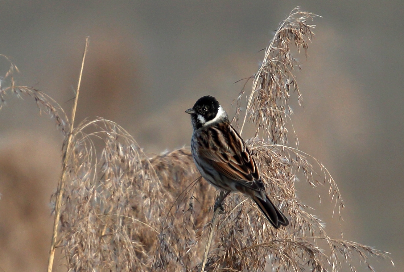 Migliarino di palude maschio nella fase riproduttiva