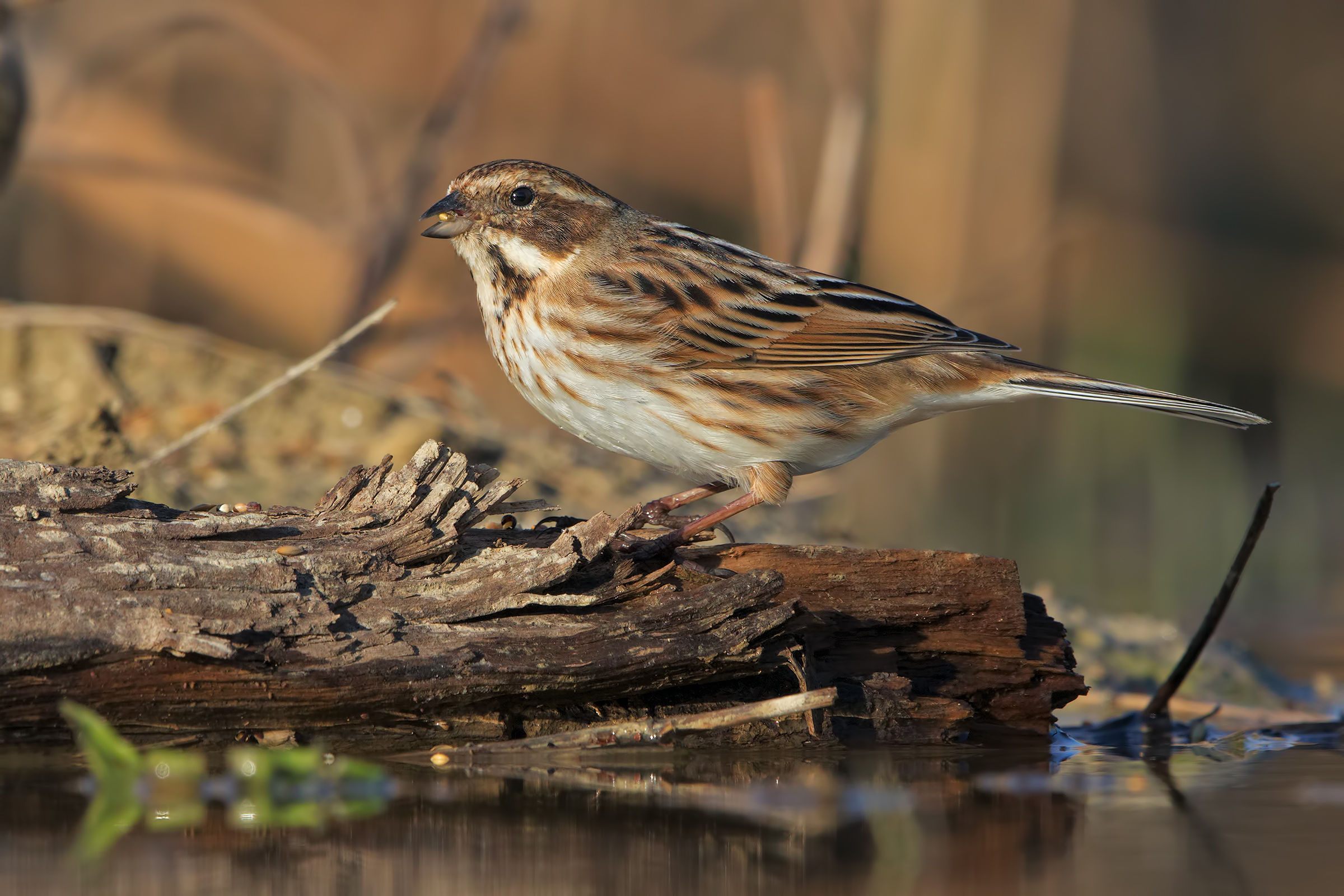 Migliarino di palude