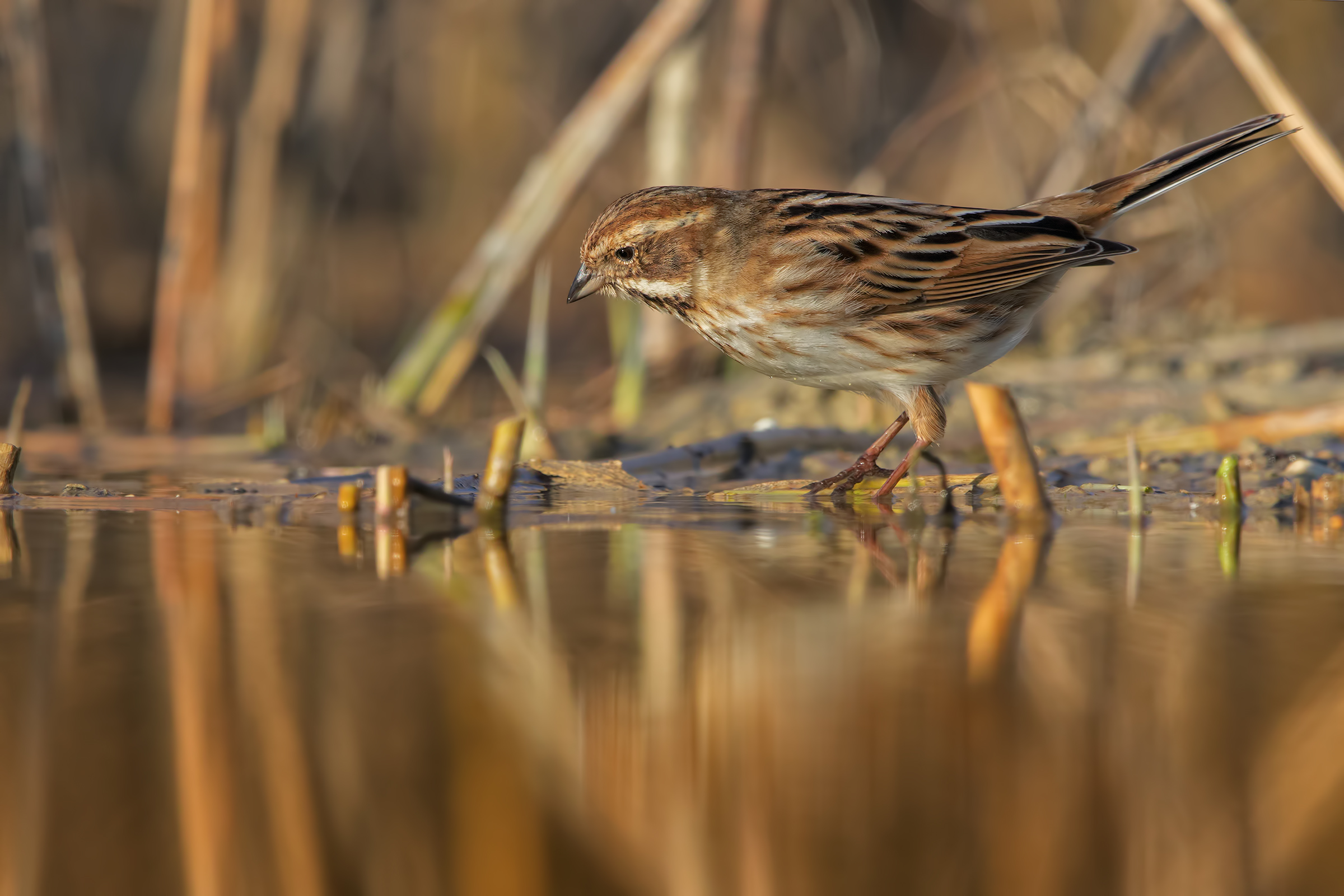 Migliarino di palude