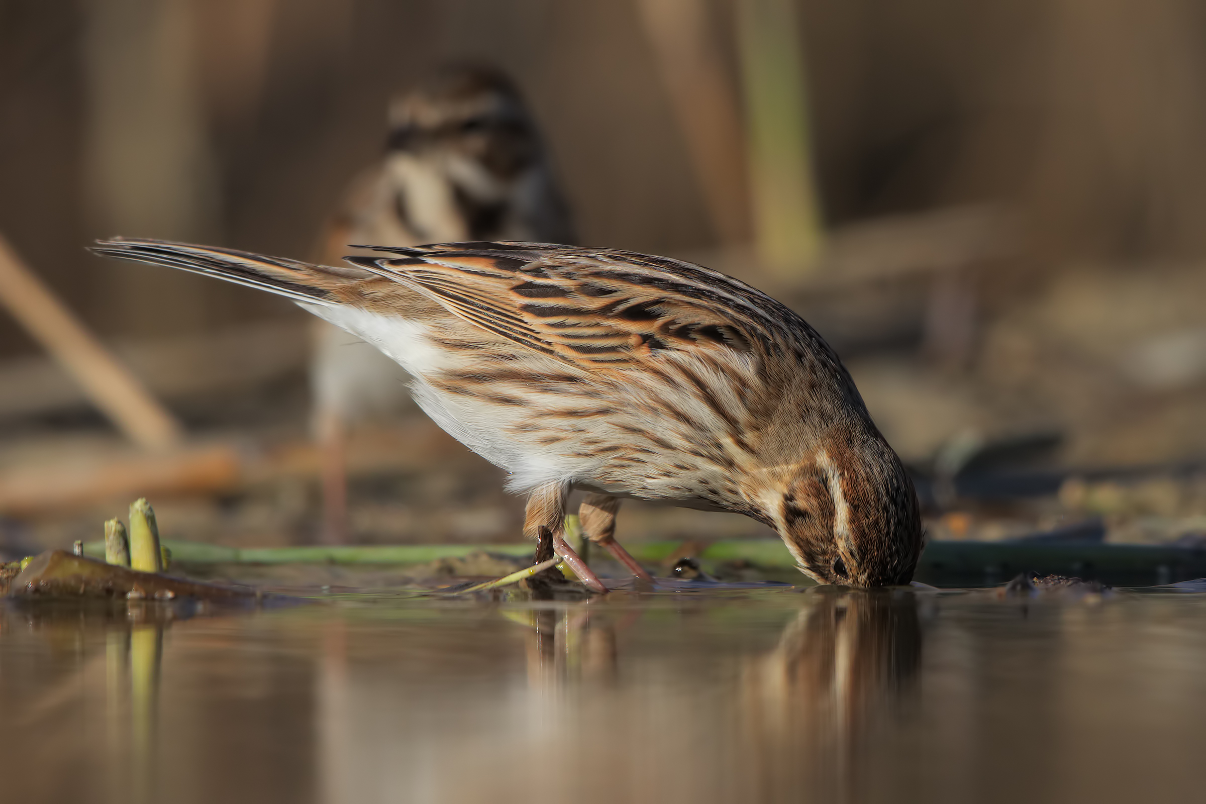 Migliarino di palude