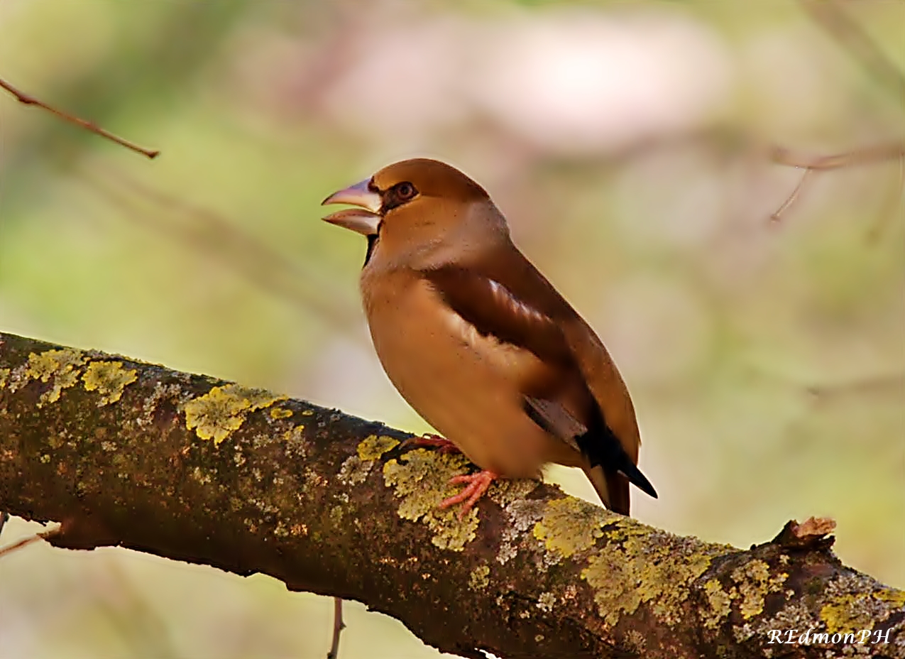 Grosbeak - Hawfinch