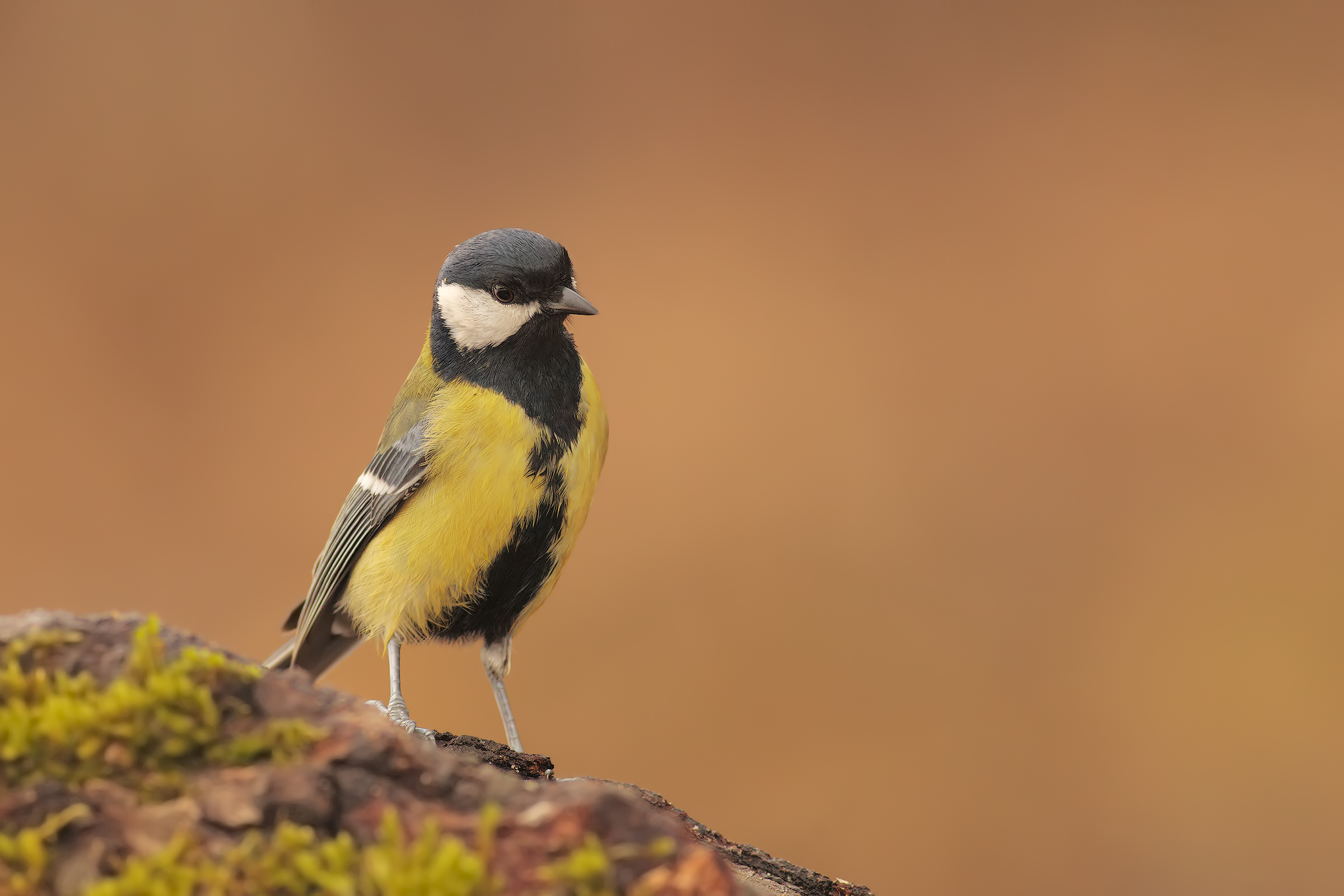 Great Tit