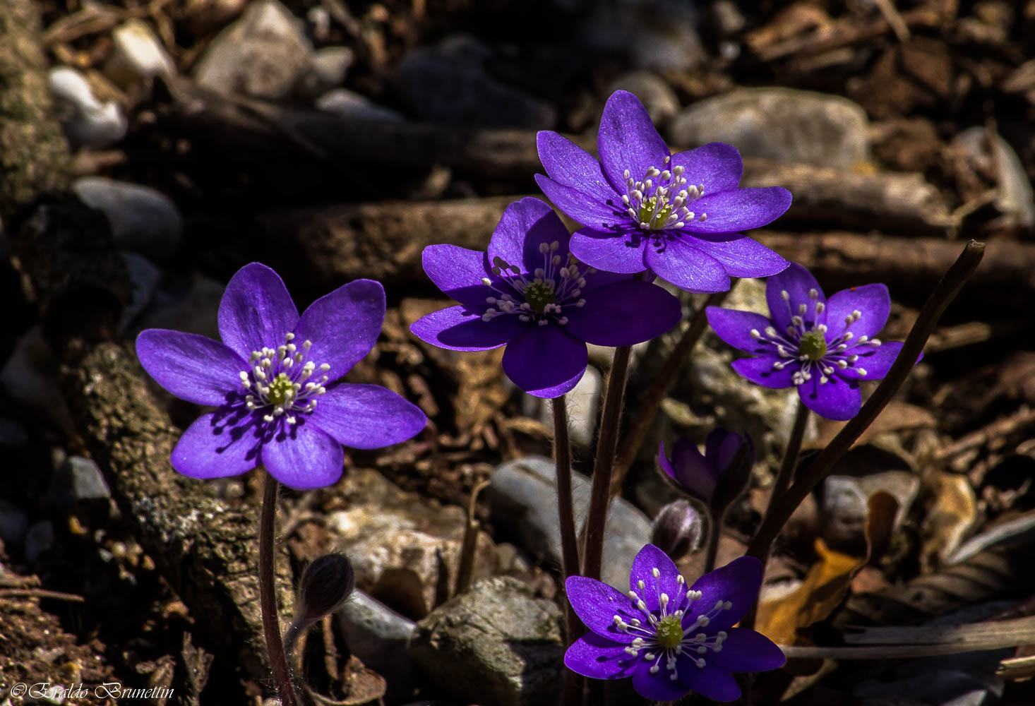 Grass impairment (Hepatica nobilis)