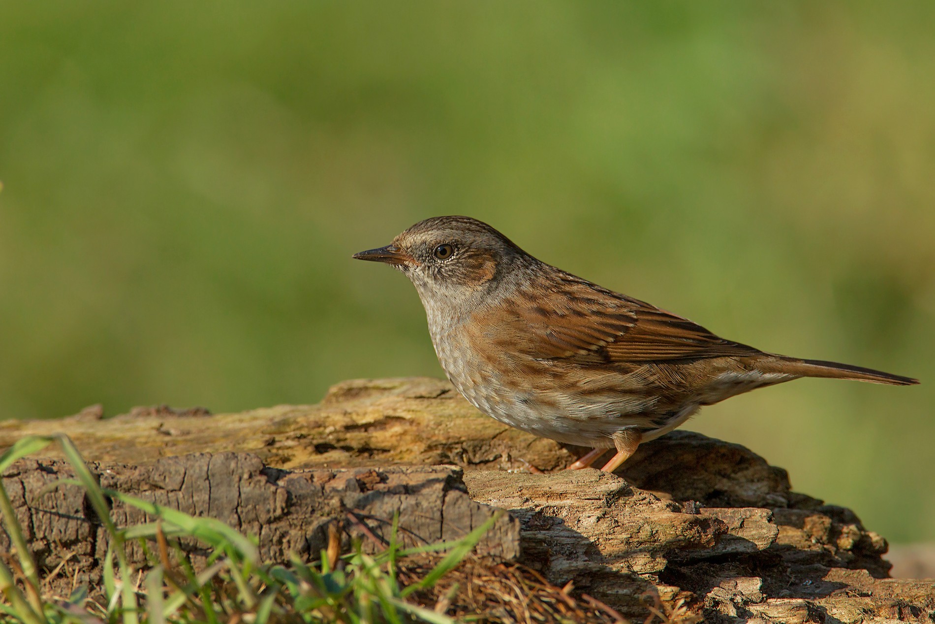 Dunnock