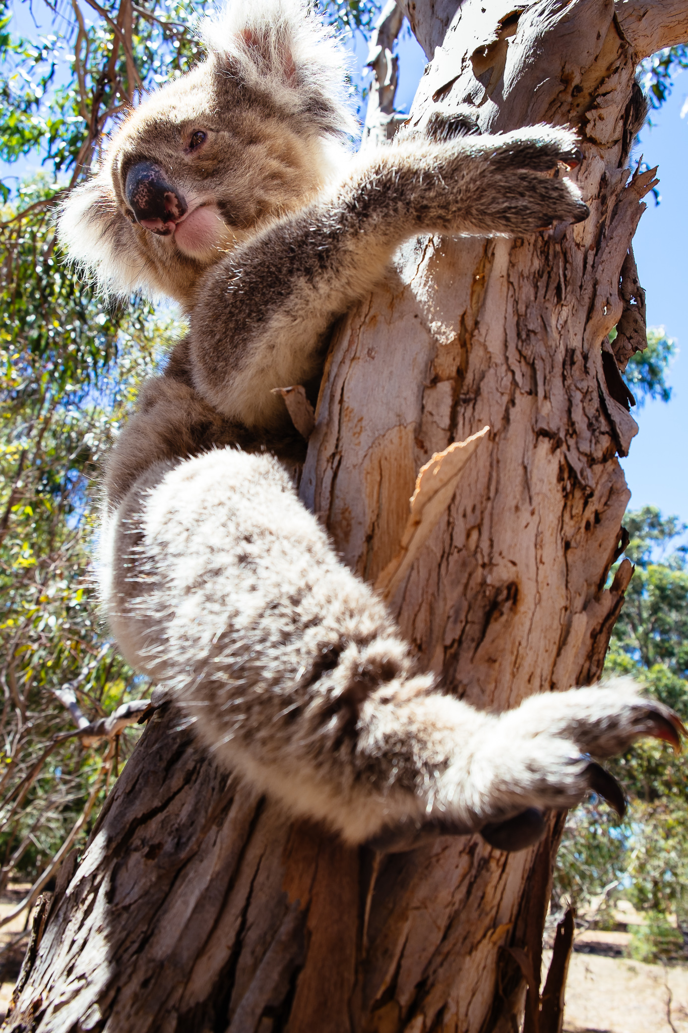 koala