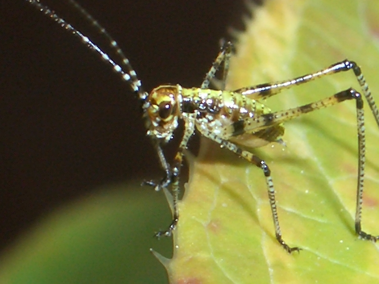 Phaneroptera juvene