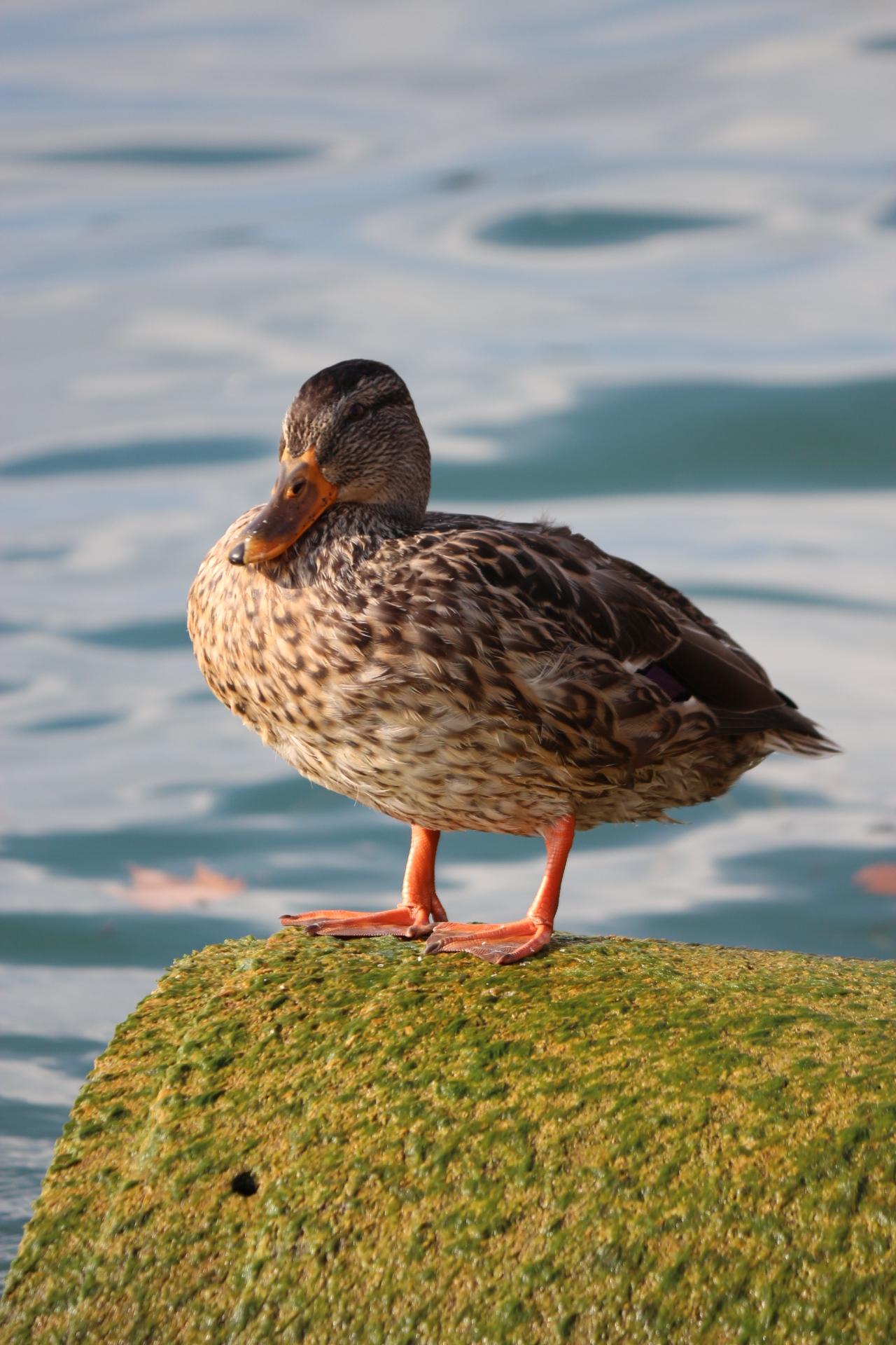 germano reale femmina (Anas platyrhynchos)
