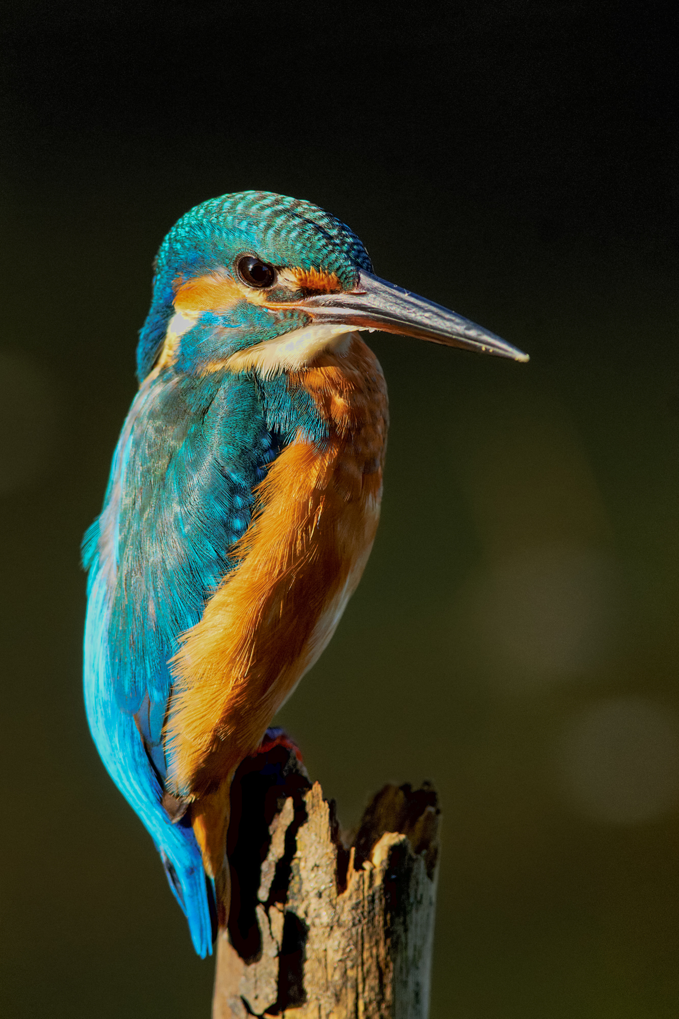 kingfisher