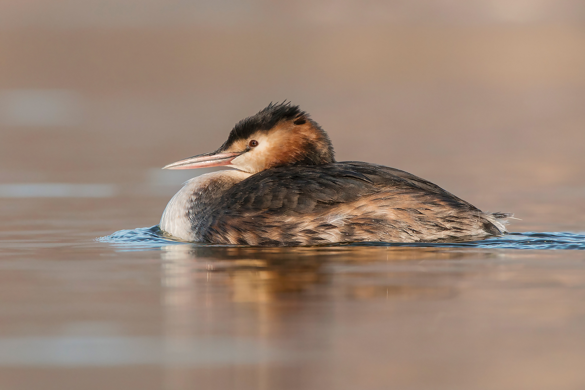 Grebe