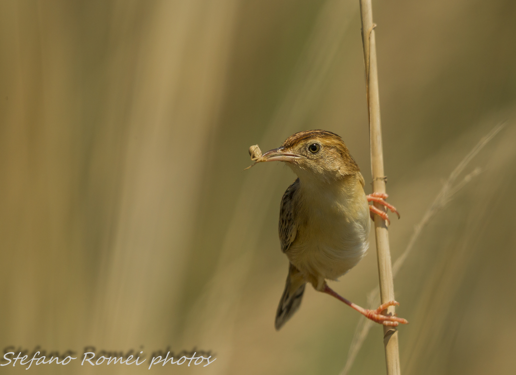 beccamoschino with prey