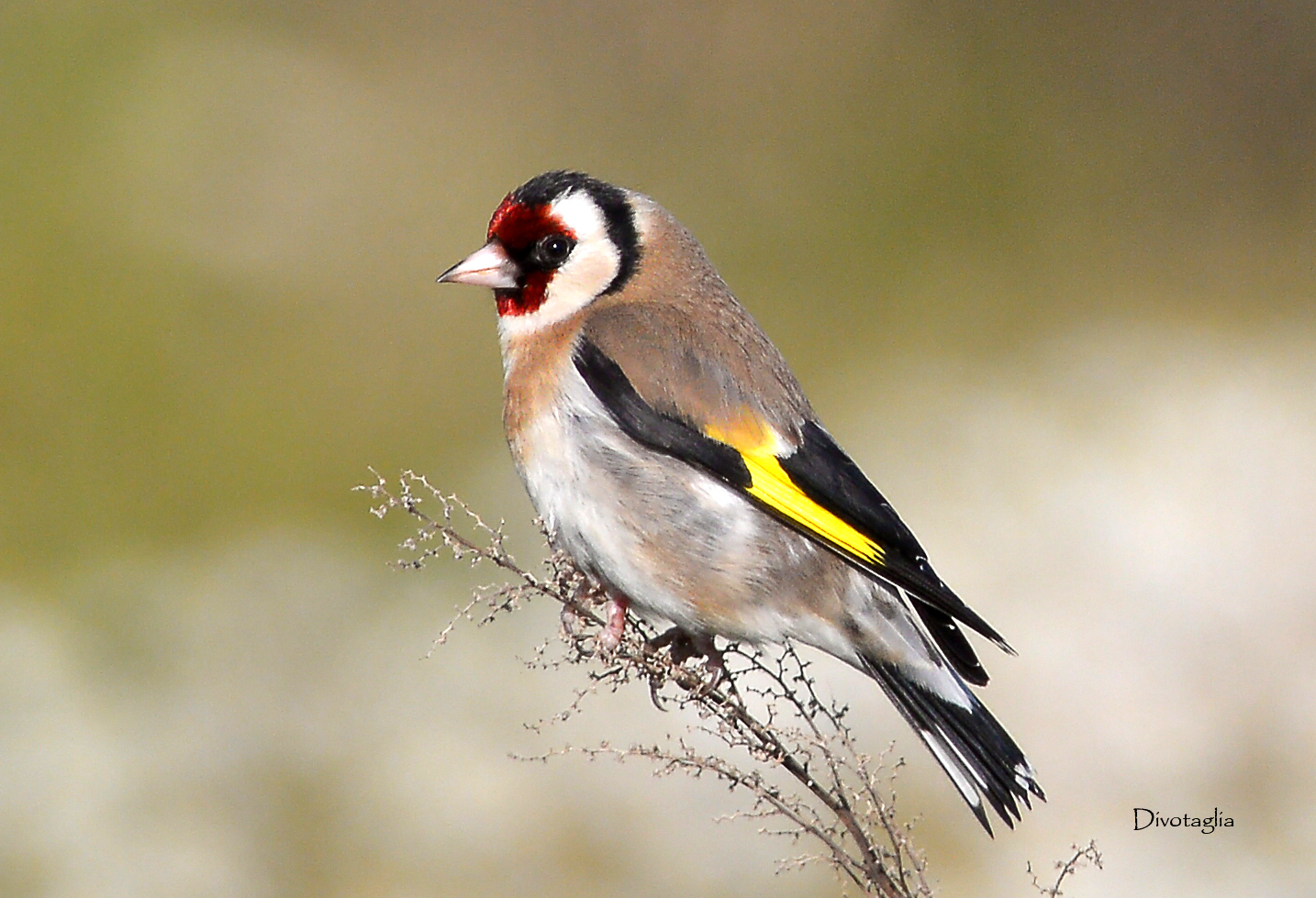 Goldfinch (Carduelis carduelis)