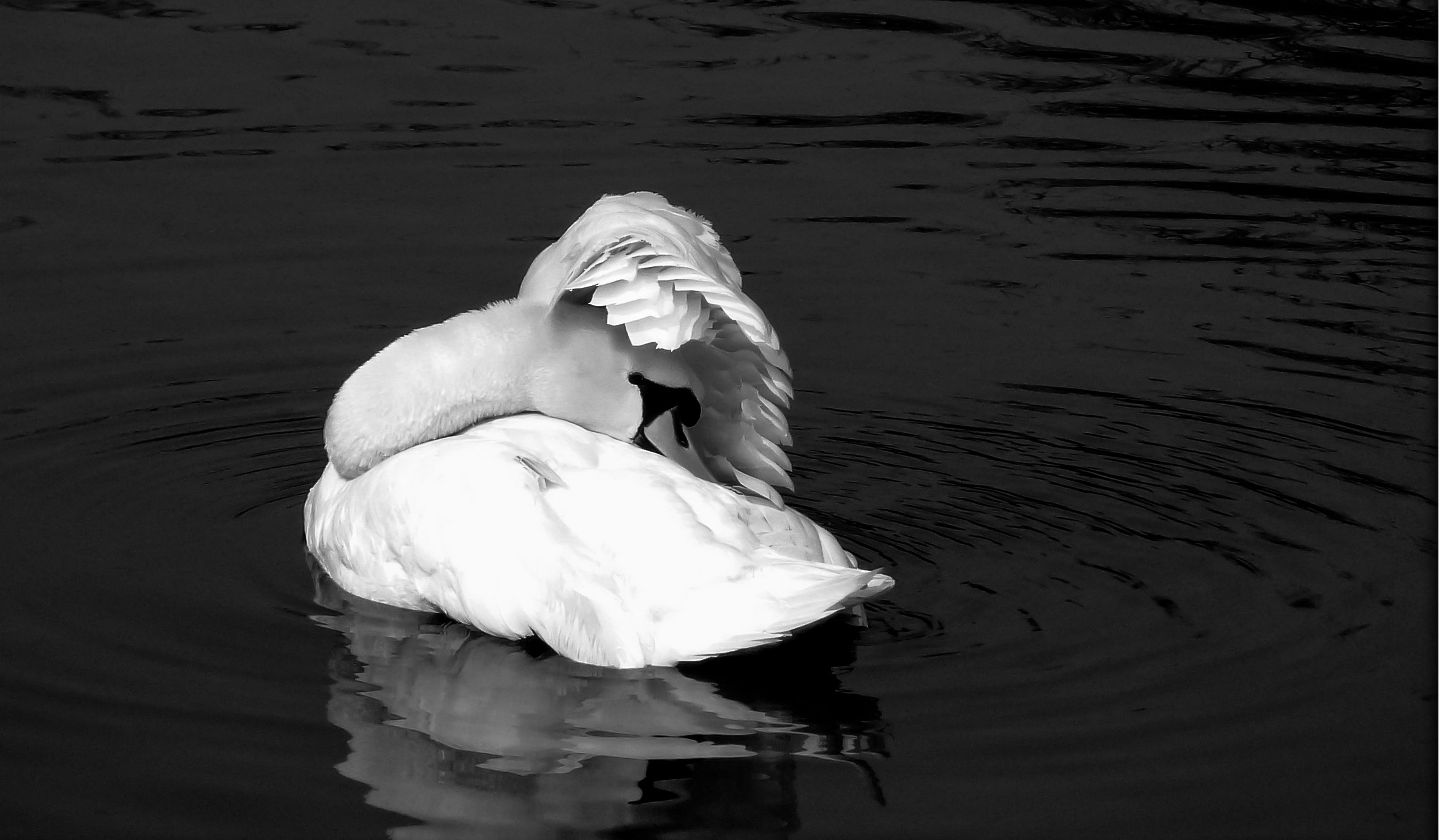 b & w .....................