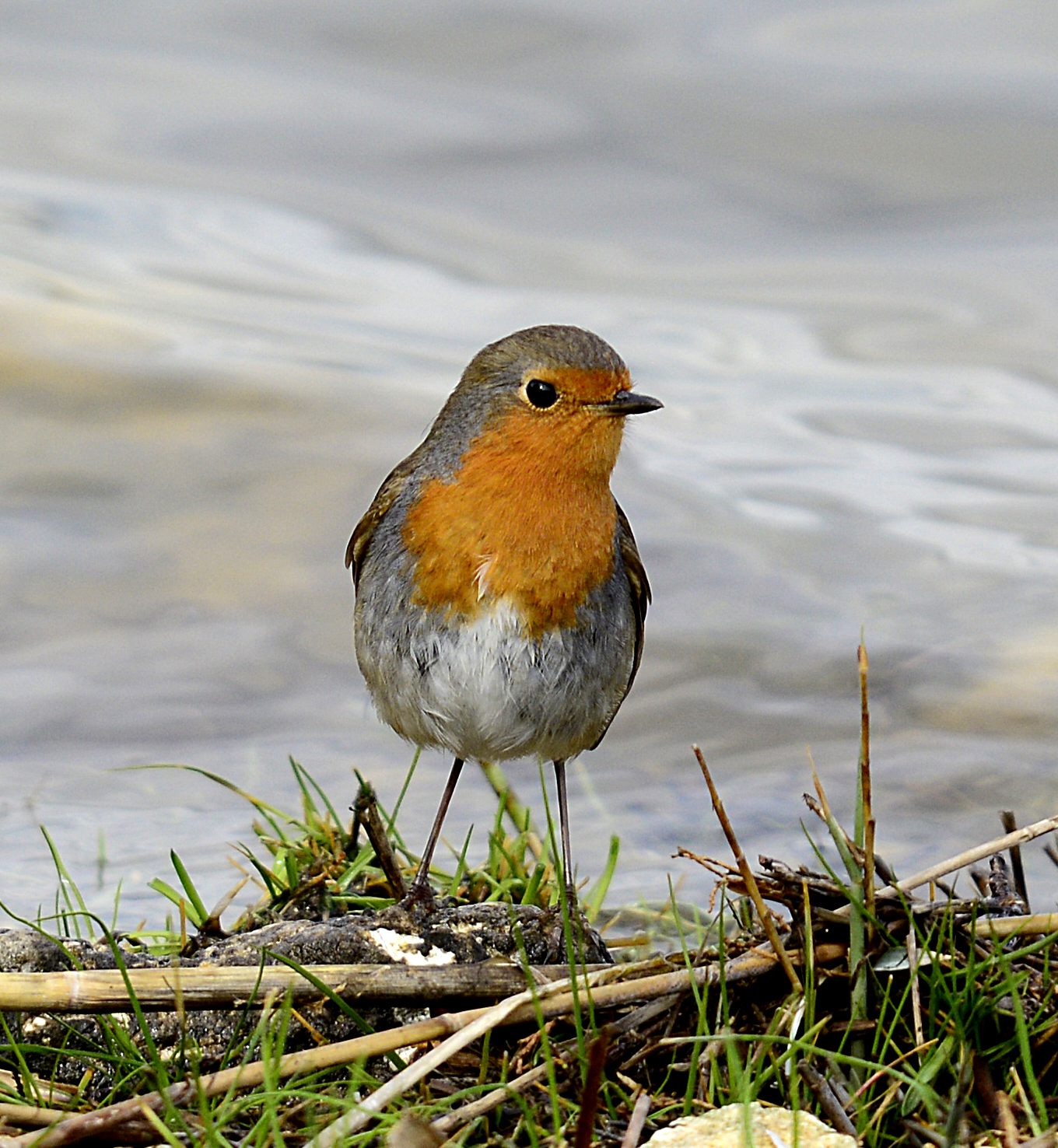 Ritratto di Pettirosso