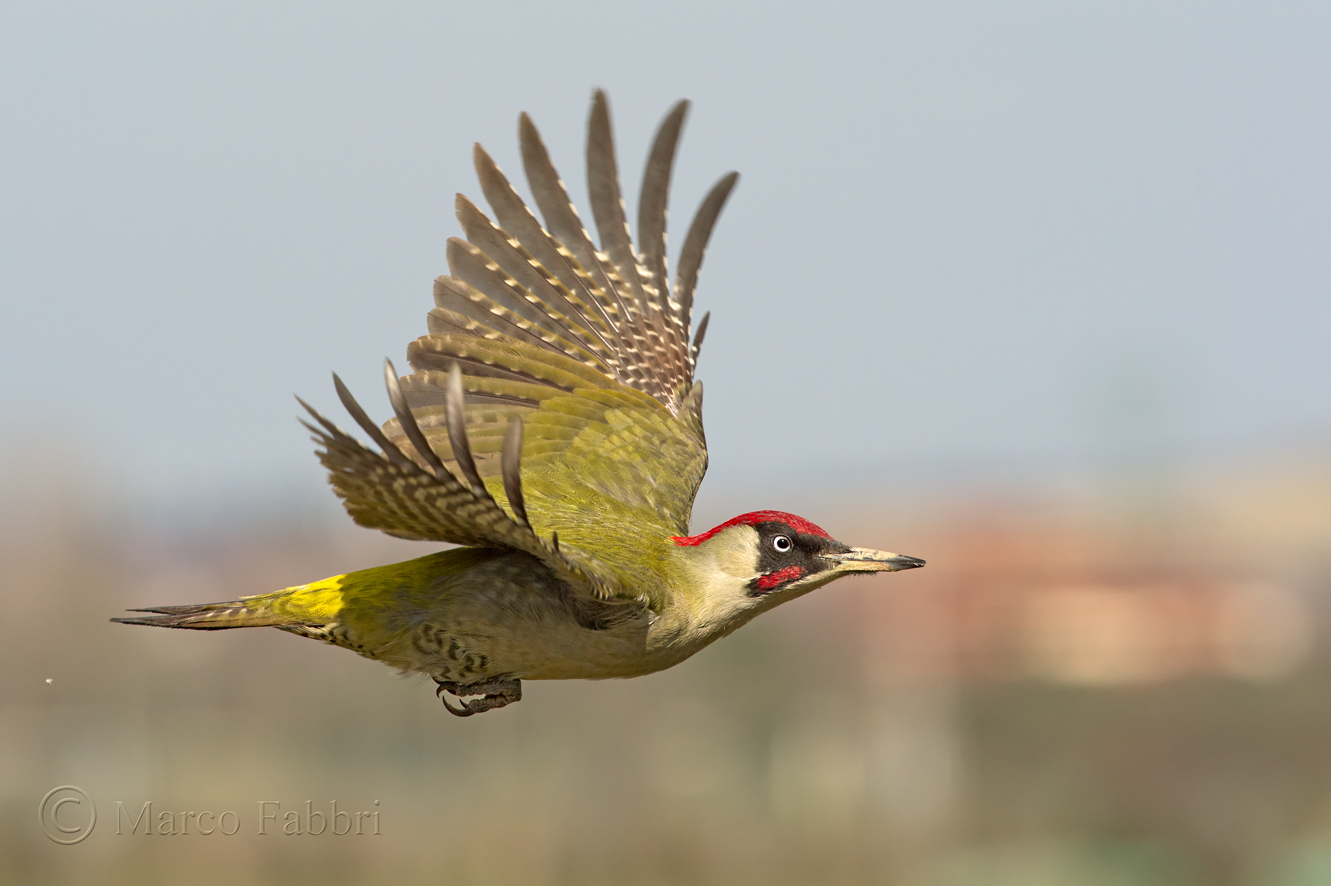 The flight of the Green