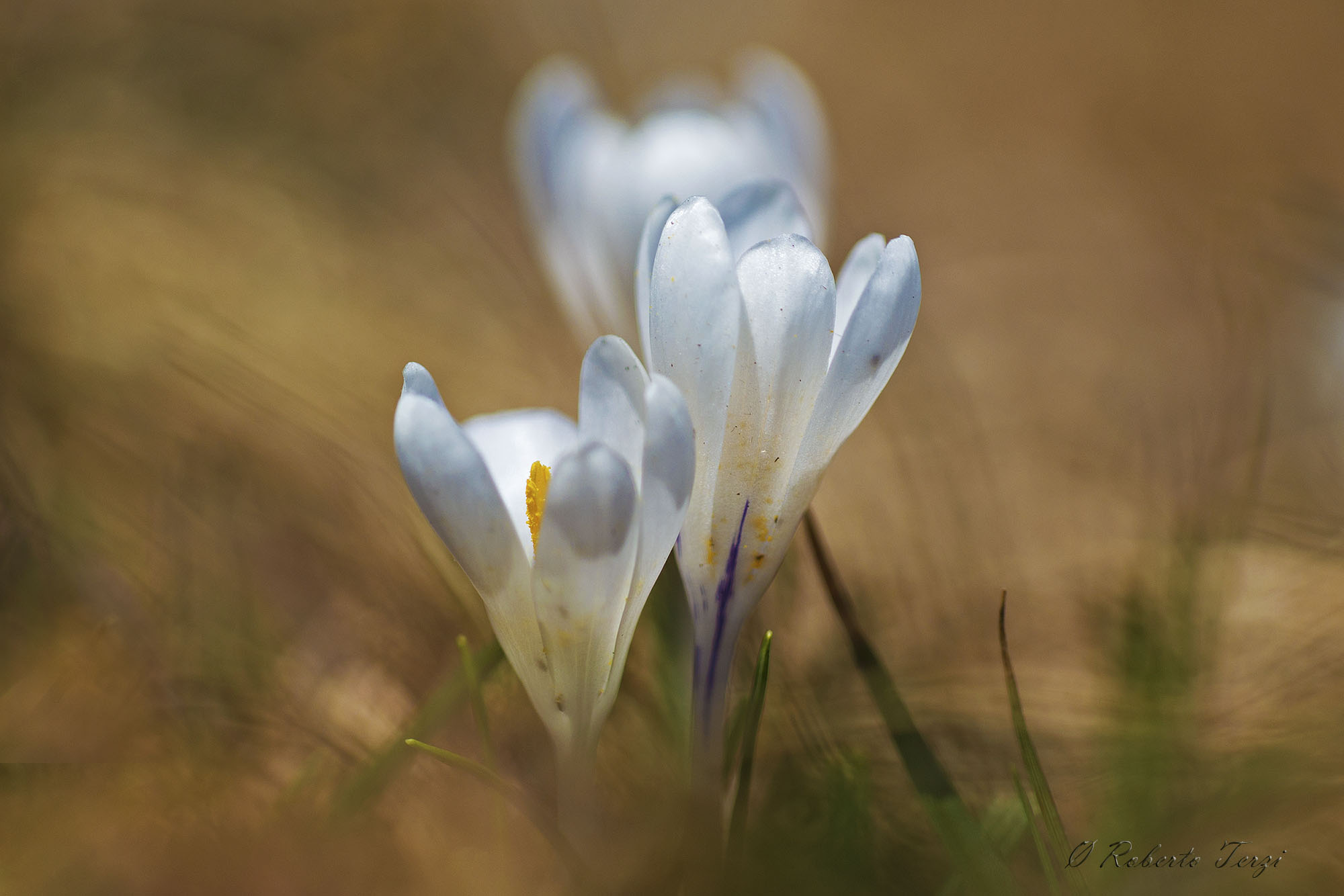 crocus