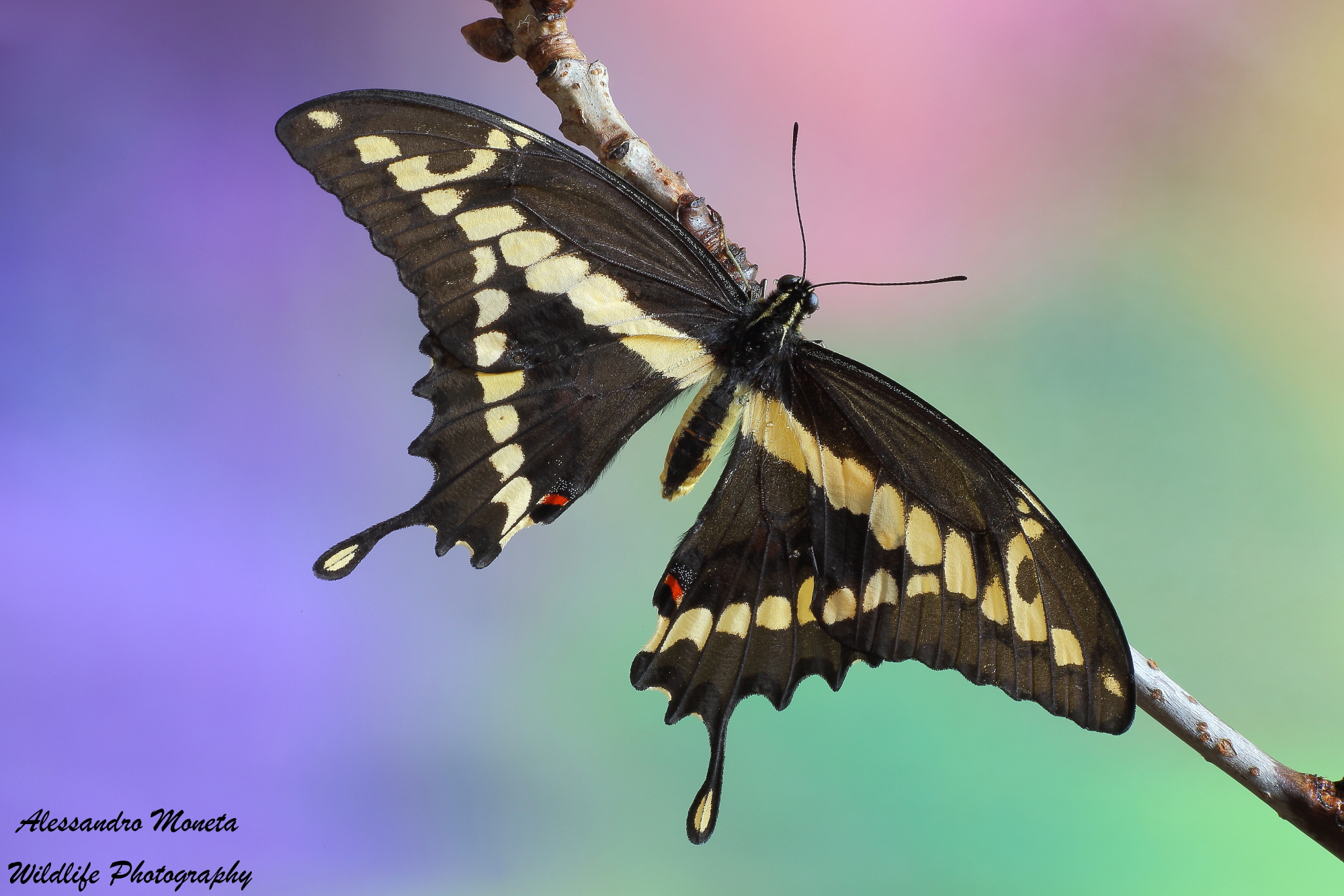 Papilio Cresphontes