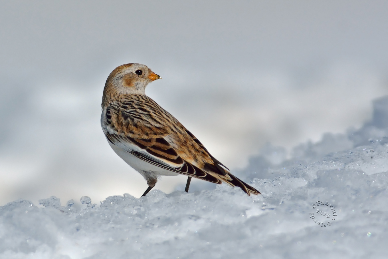 Zigolo delle nevi (Plectrophenax mivalis)