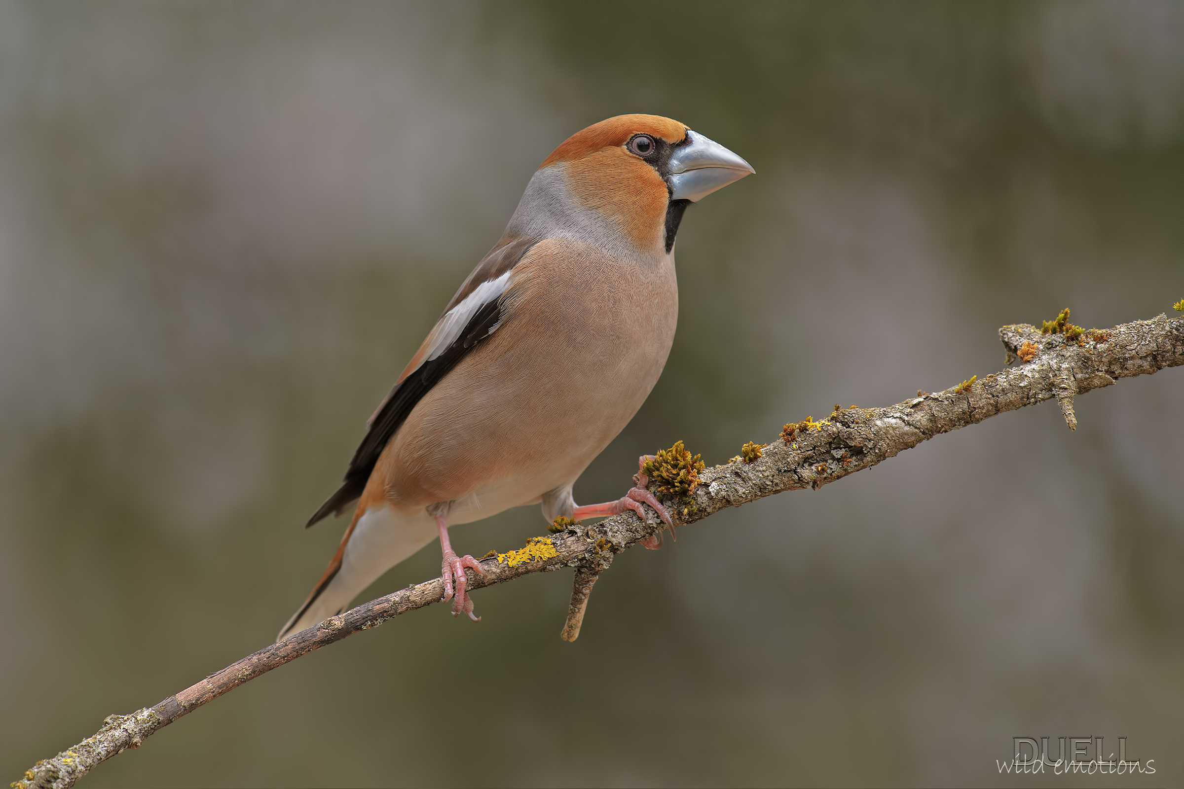 ritrattone al frosone