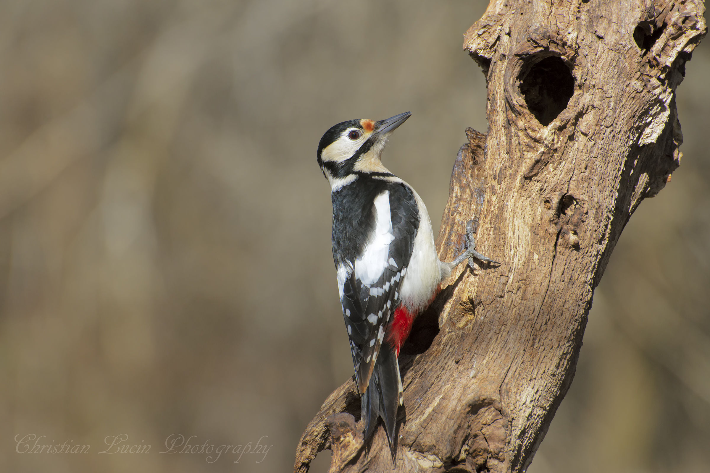 Woodpecker female
