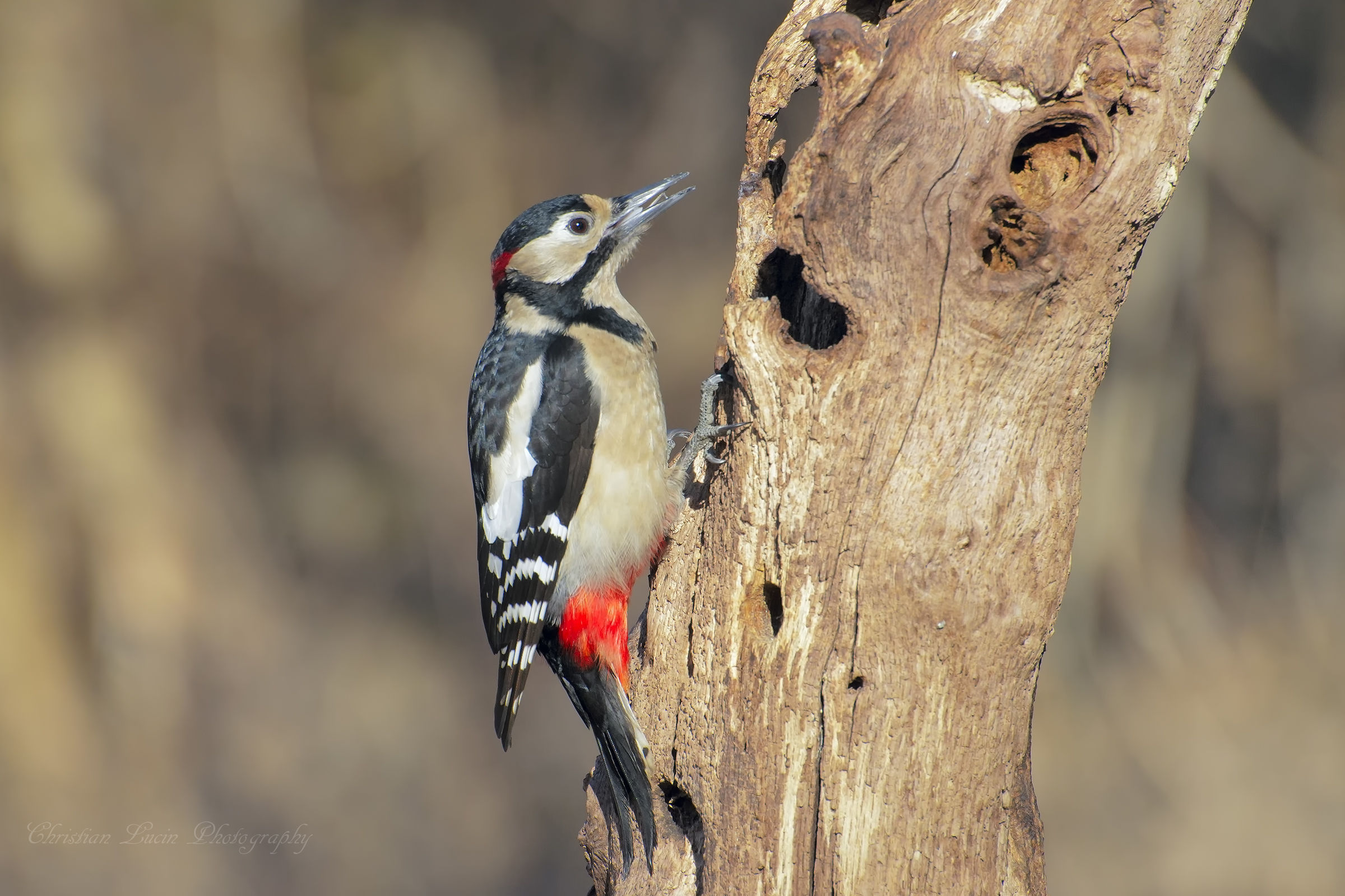 Woodpecker Red Male