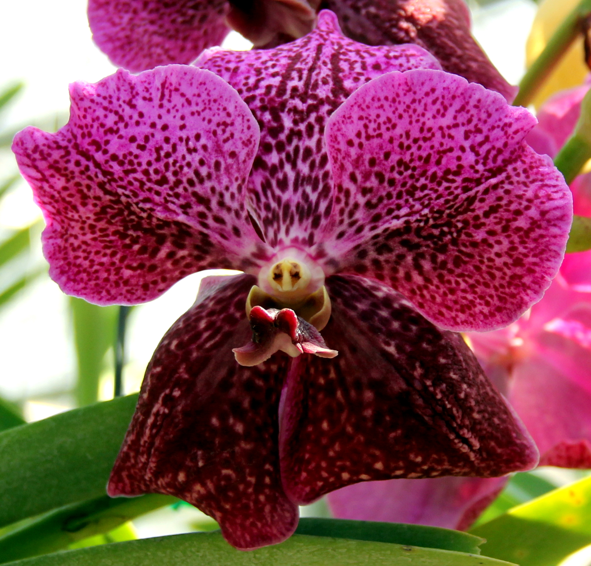 Semplicemente...orchidea