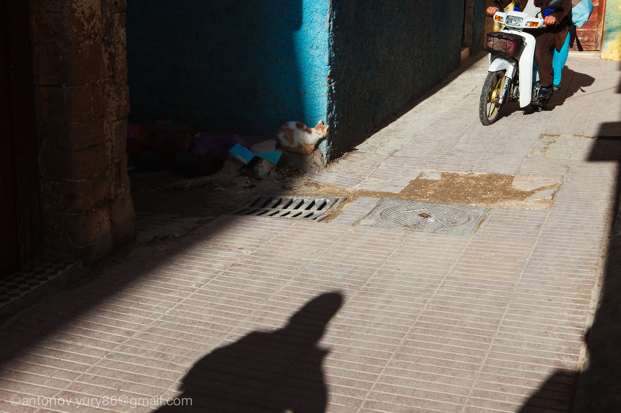 Essaouira. La vita del gatto