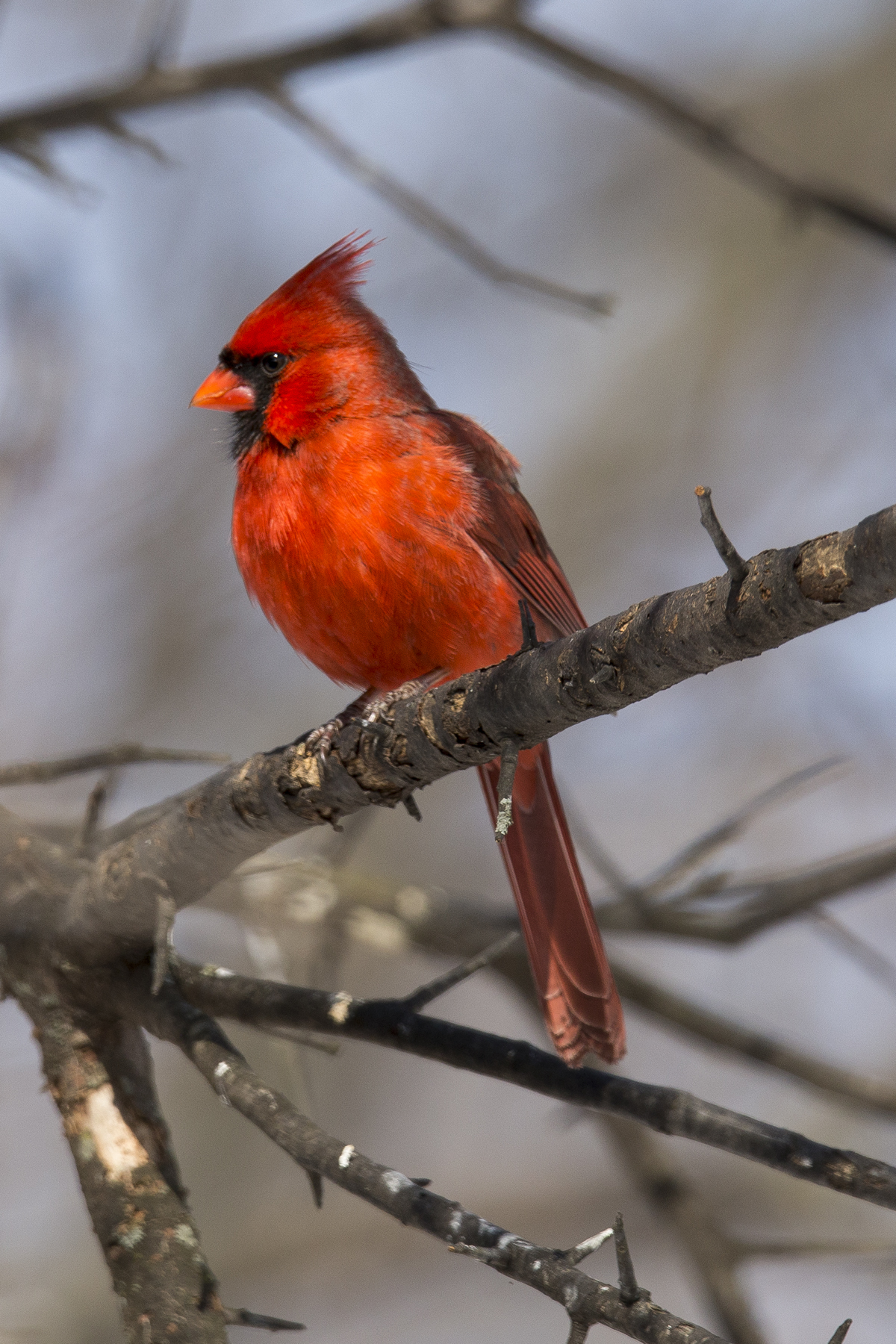 Bright Red Cardinal