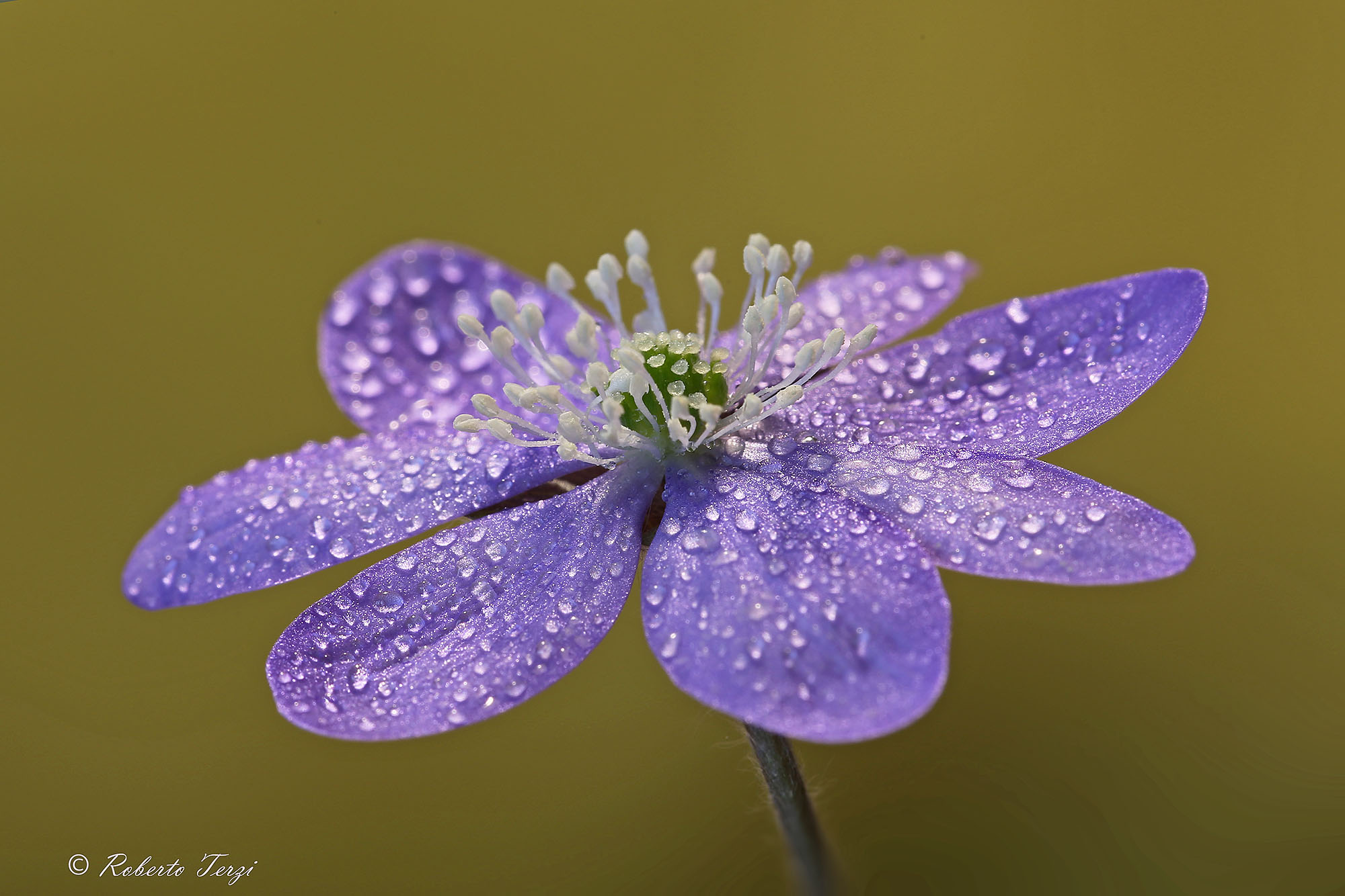 Anemone Hepatica
