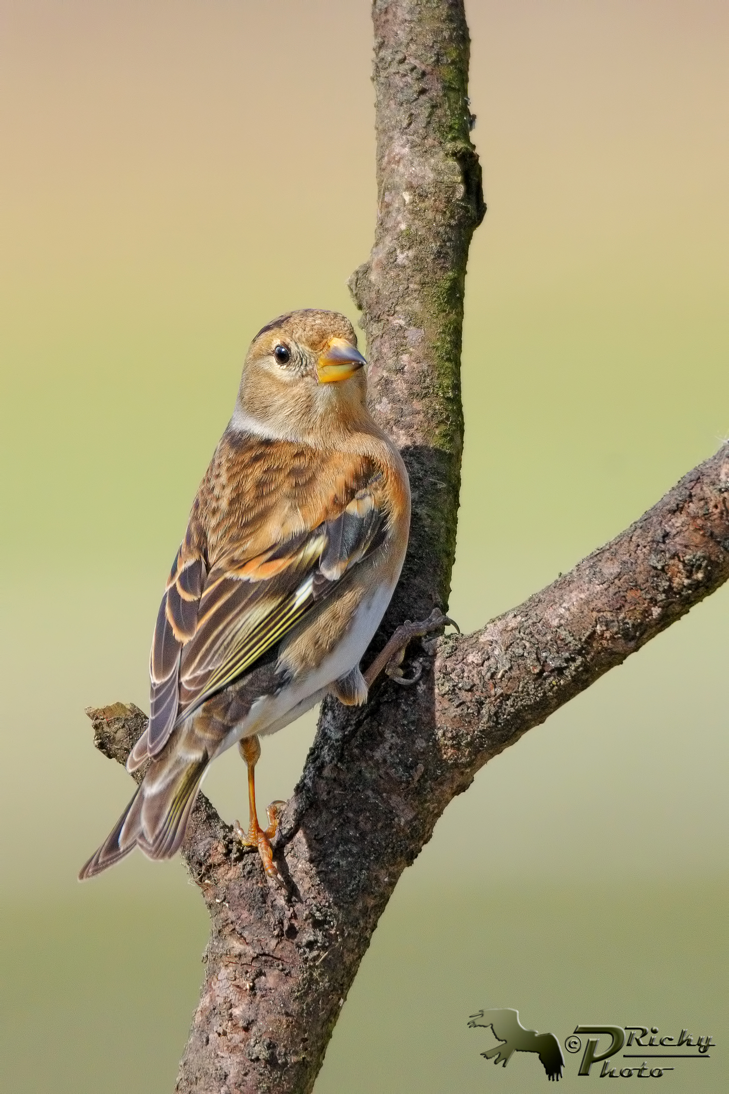Brambling