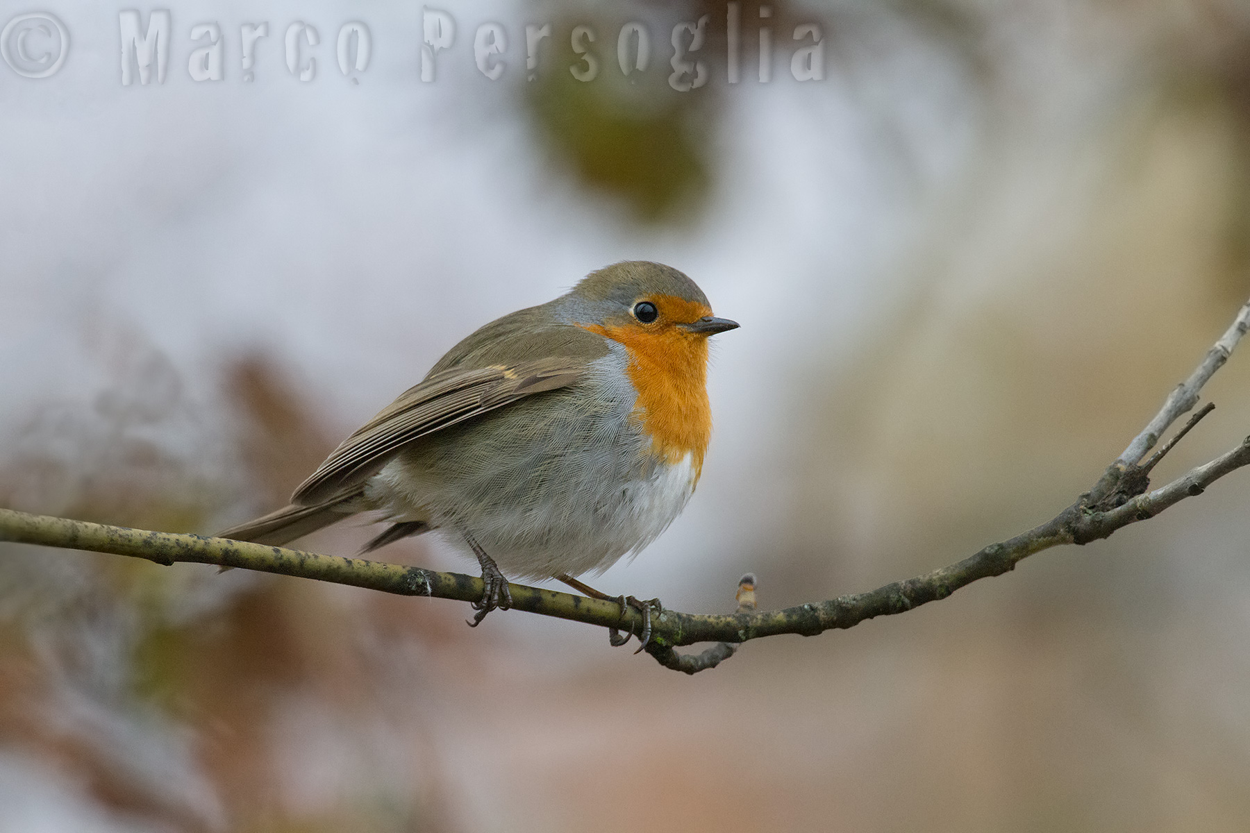 Robin