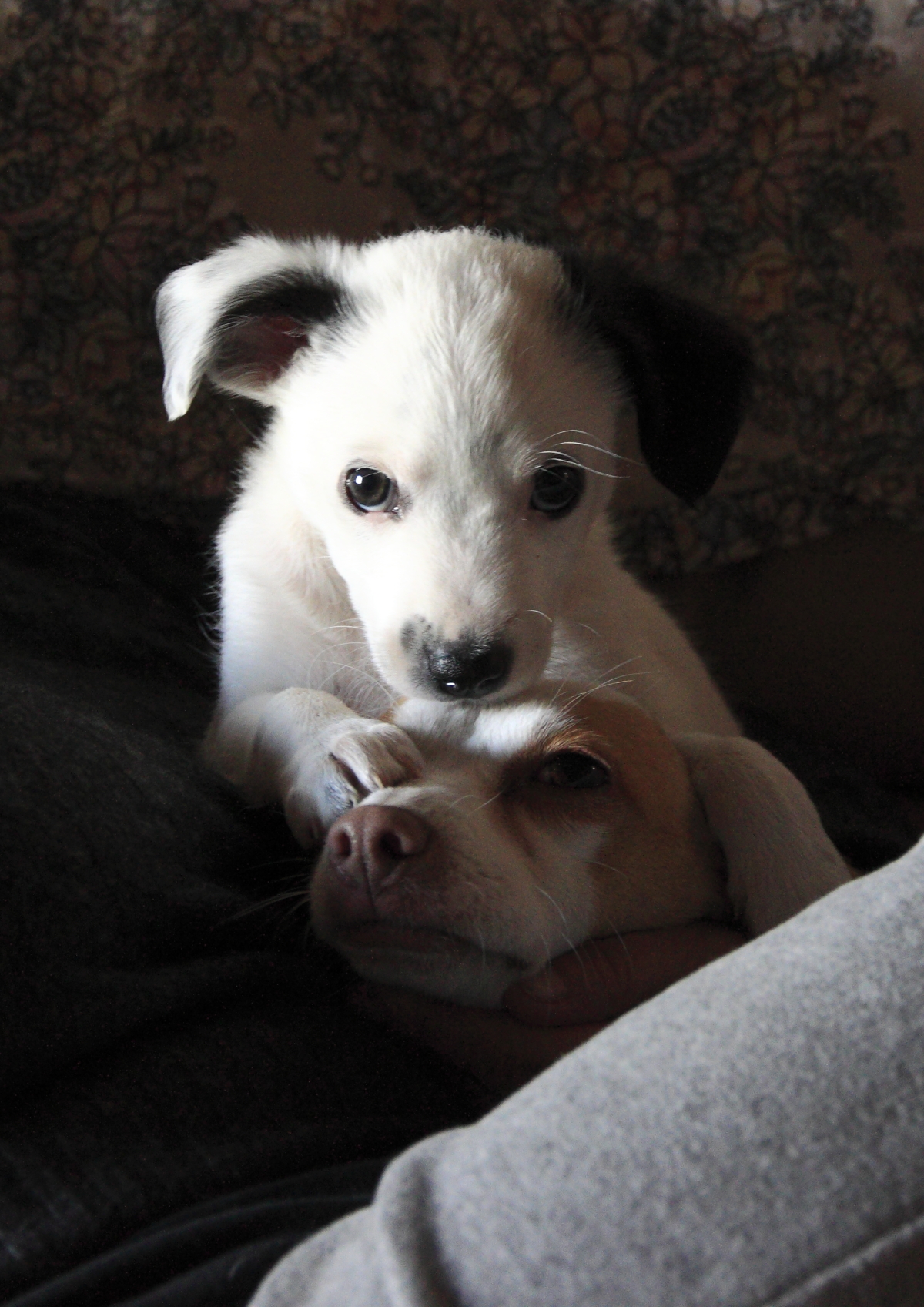 I dominoes (I think!)