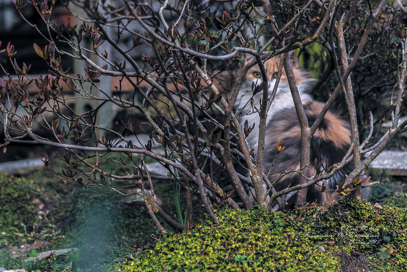 Meglio che mi nascondo