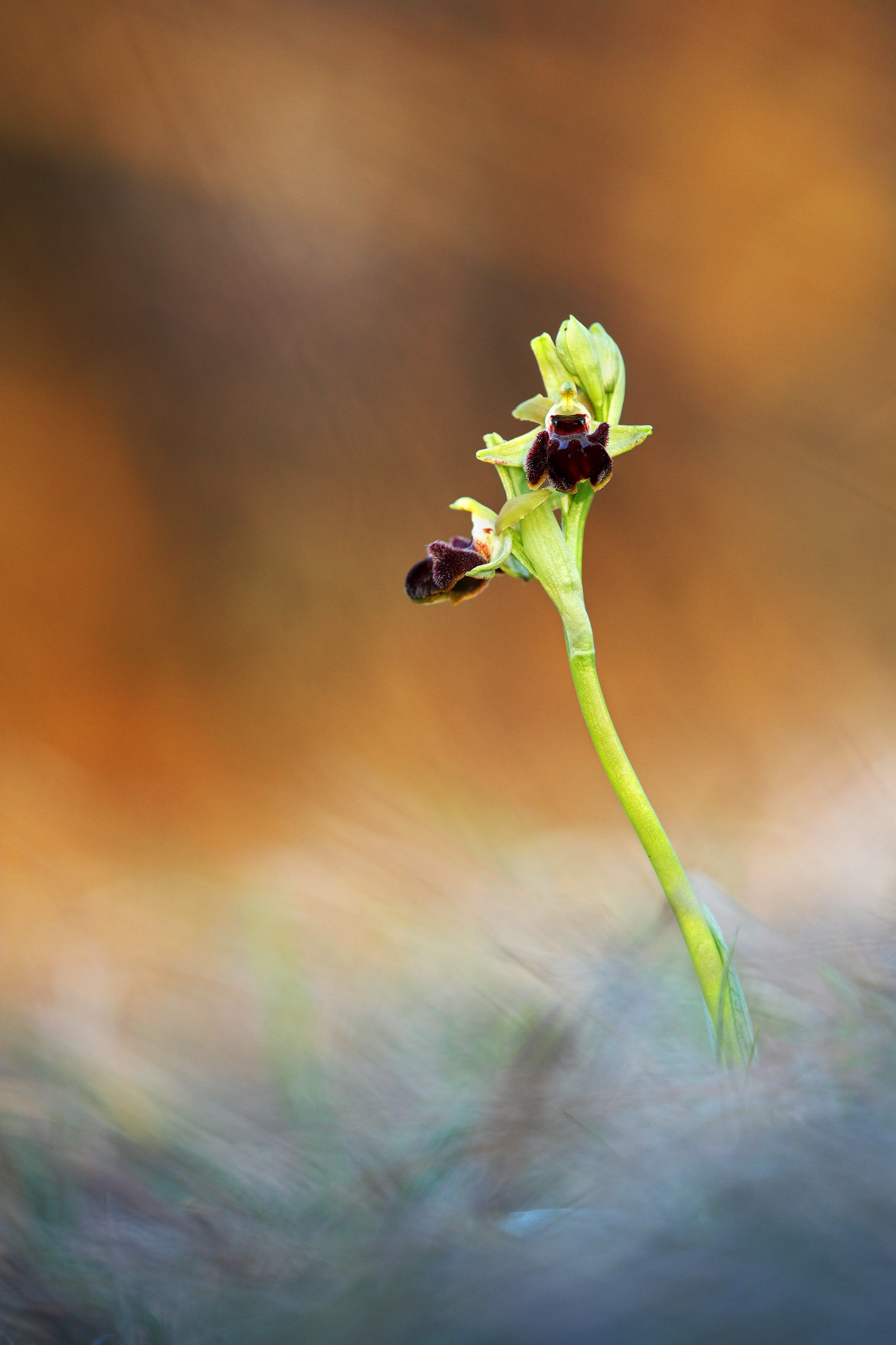 Ophrys sphegodes